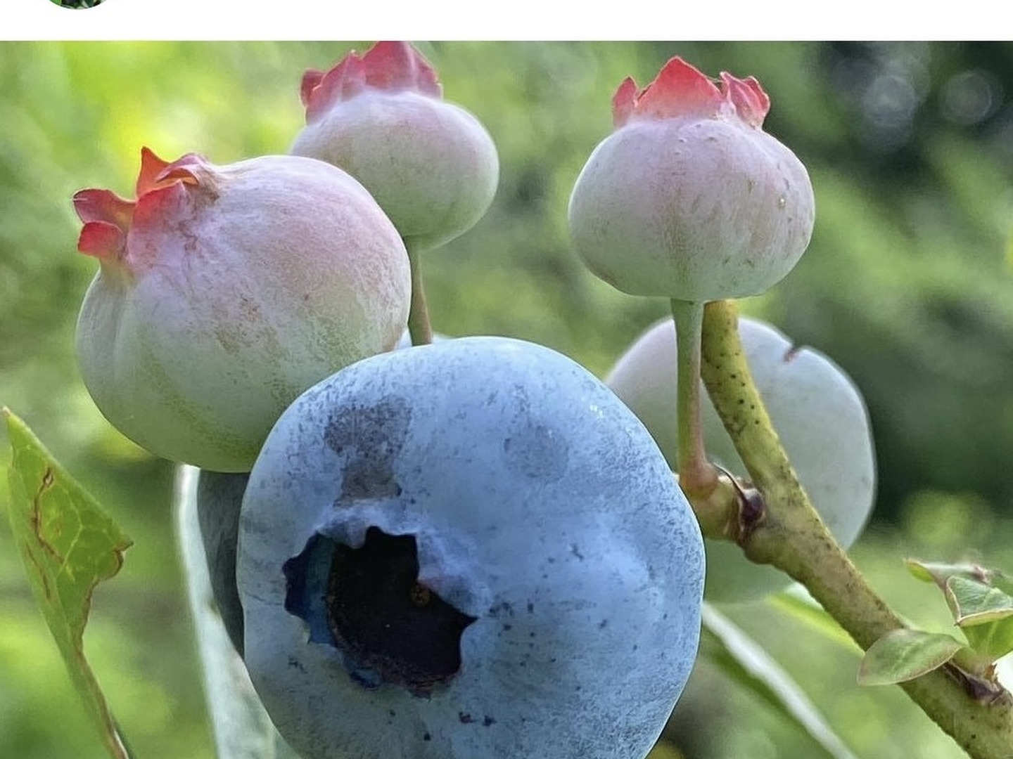 安心安全。ブルーベリー3キログラム、朝摘み午後発送 新鮮！】朝摘みブルーベリーを夕方配送！3kg（まとめ売り