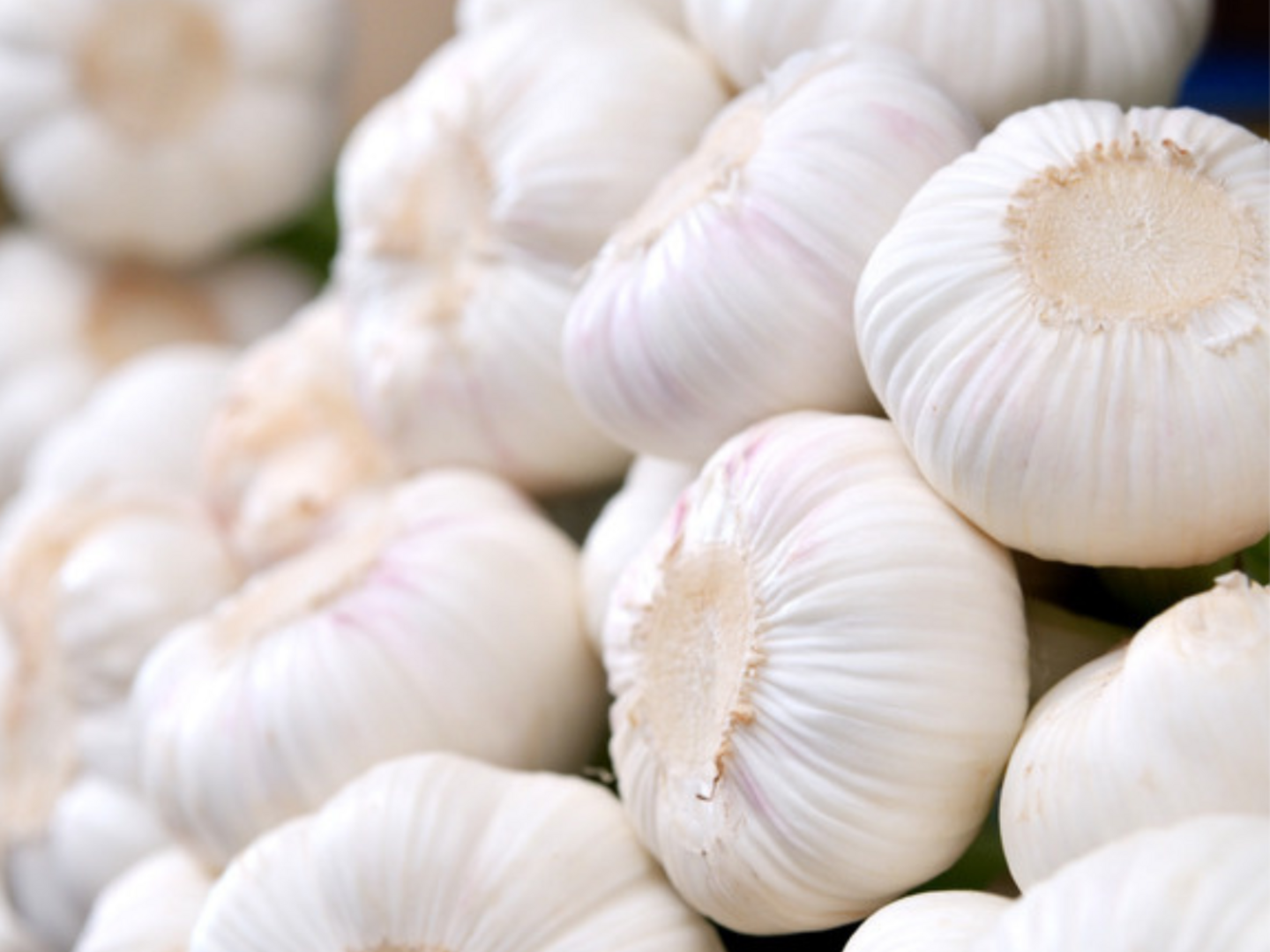 農薬不使用 にんにくの葉、茎 5kg 野菜