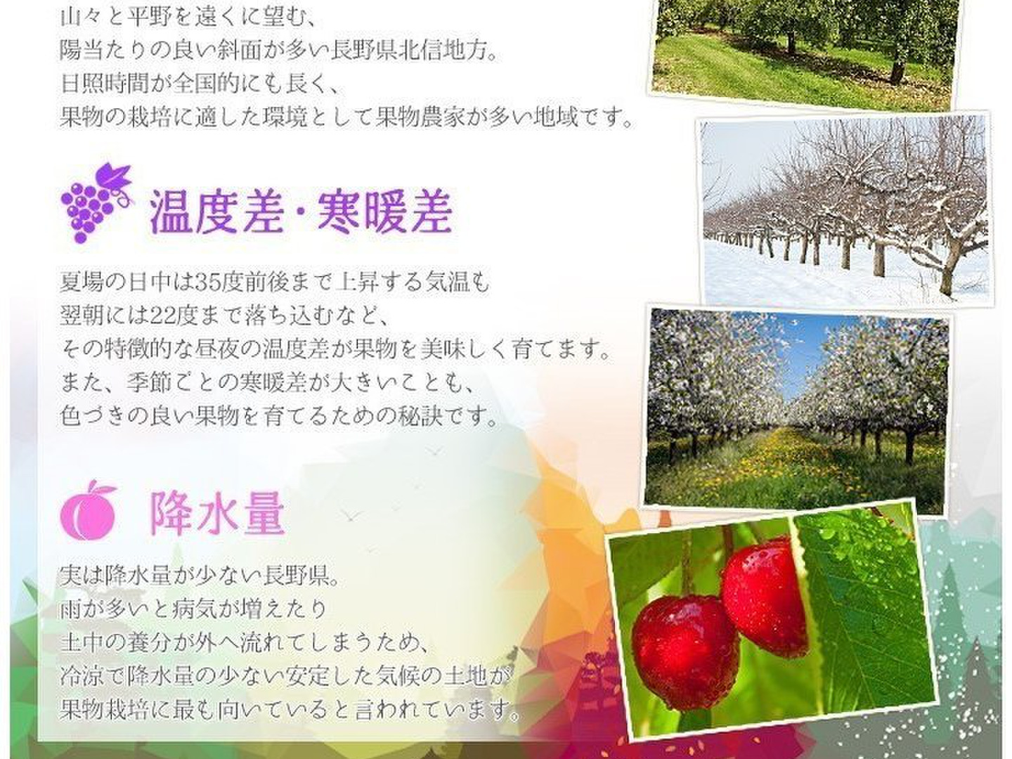 長野パープル4キロ 楽天市場】【ご家庭用】ナガノパープル4kg 長野県産 : 山崎果樹園