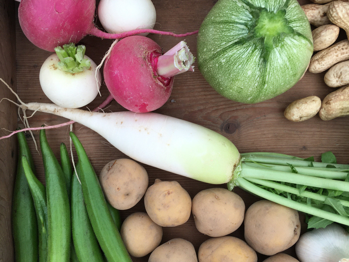 朝市限定】畑の今をお届け！SPIRA FARM BOX —旬の野菜セット