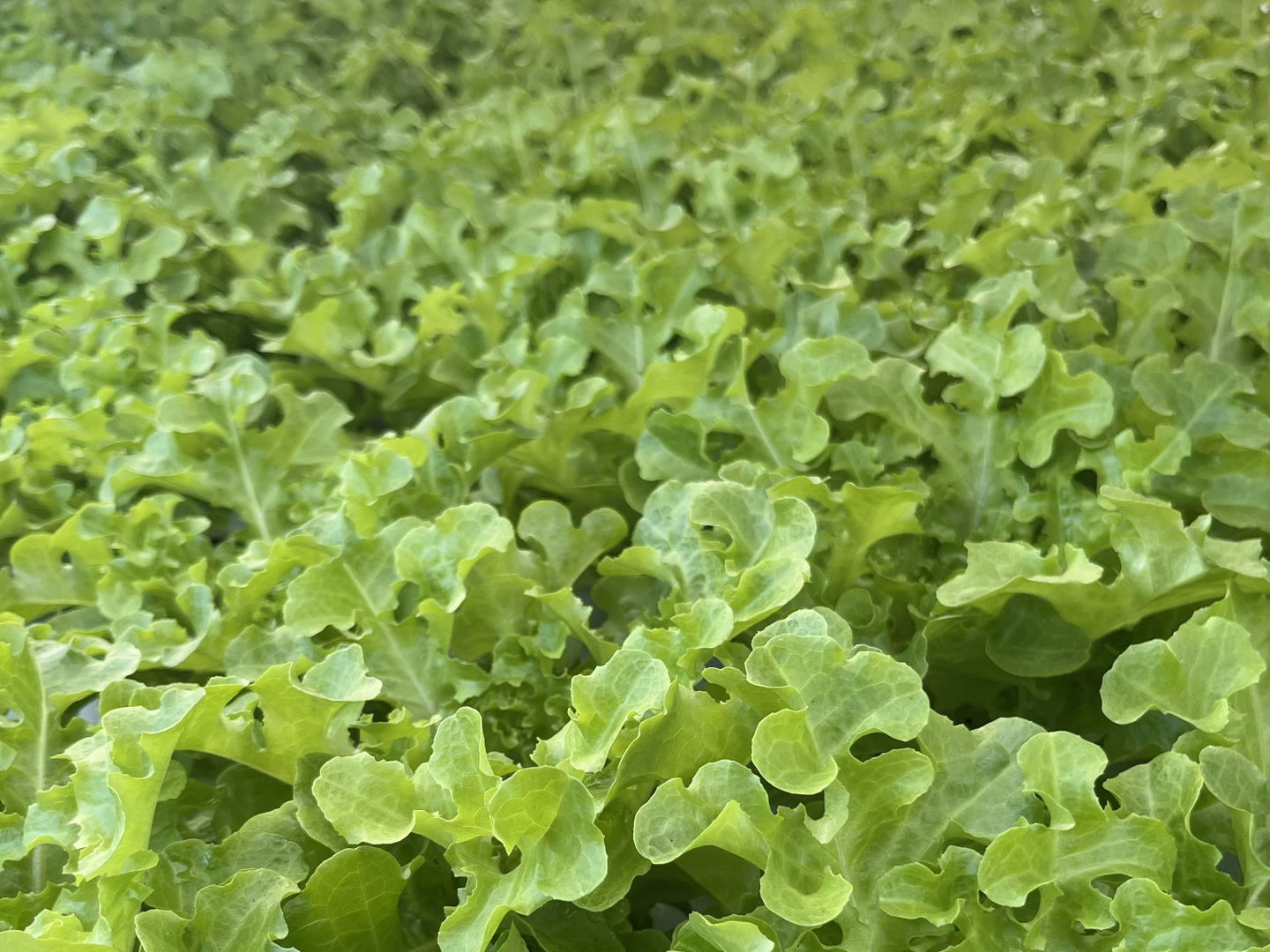 農薬不使用】極上レタスお試しパック（サラダ約8食分）硝酸態窒素大幅カット！：茨城県産のその他レタス｜食べチョク｜産地直送(産直)お取り寄せ通販 -  農家・漁師から旬の食材を直送