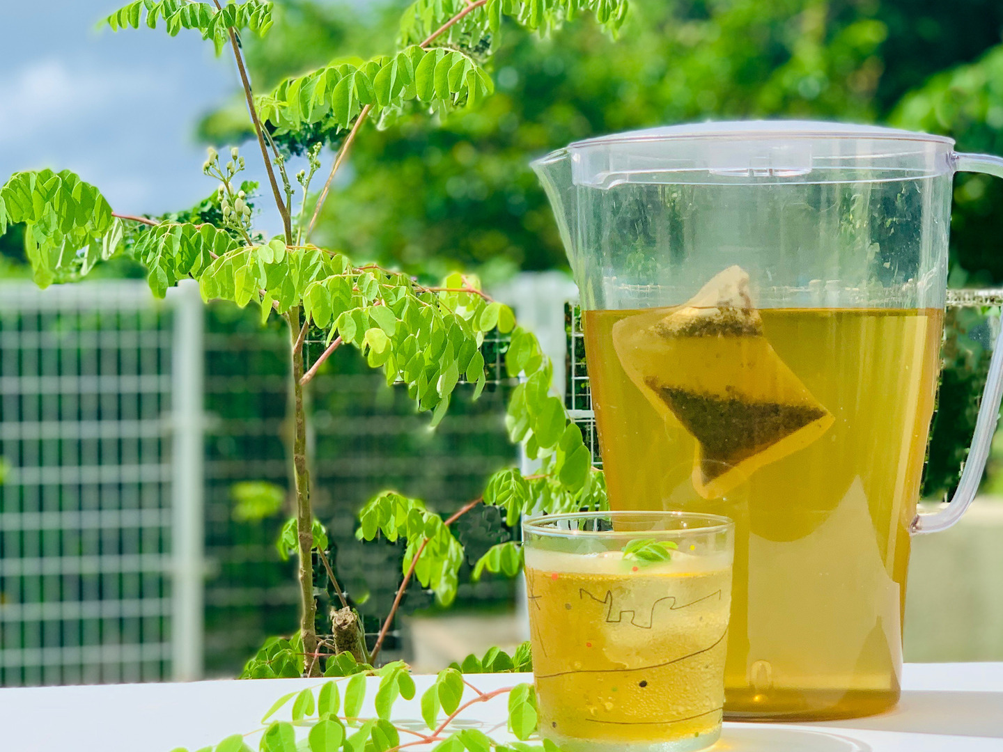 Yuriモリンガ茶　沖縄産　10袋 moringa-tea_2208faf8-b1bf-4b22