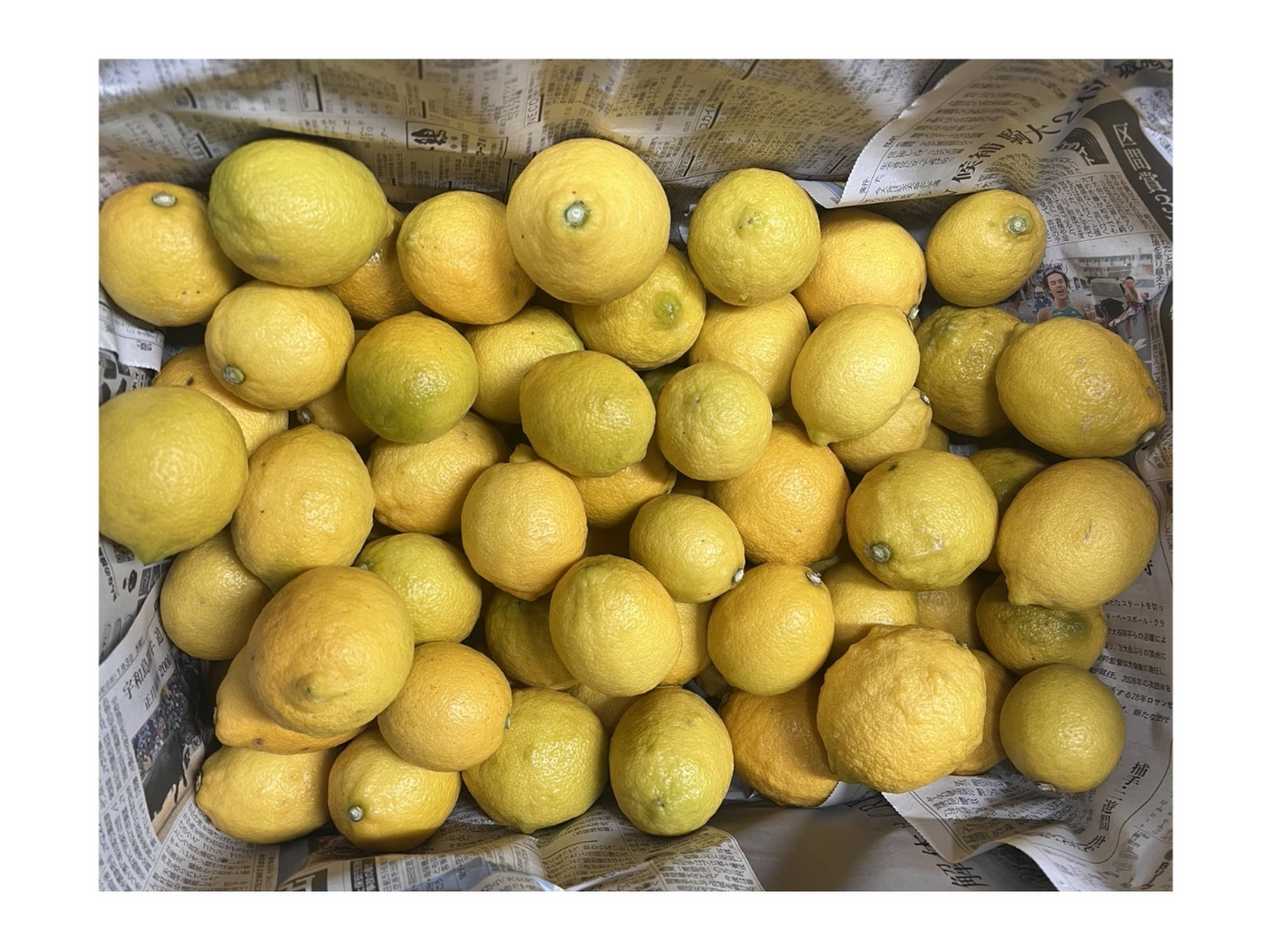 激安本物 🍋木下さんちのレモン🍋『訳あり5キロ』：愛媛県産のみかん 果物