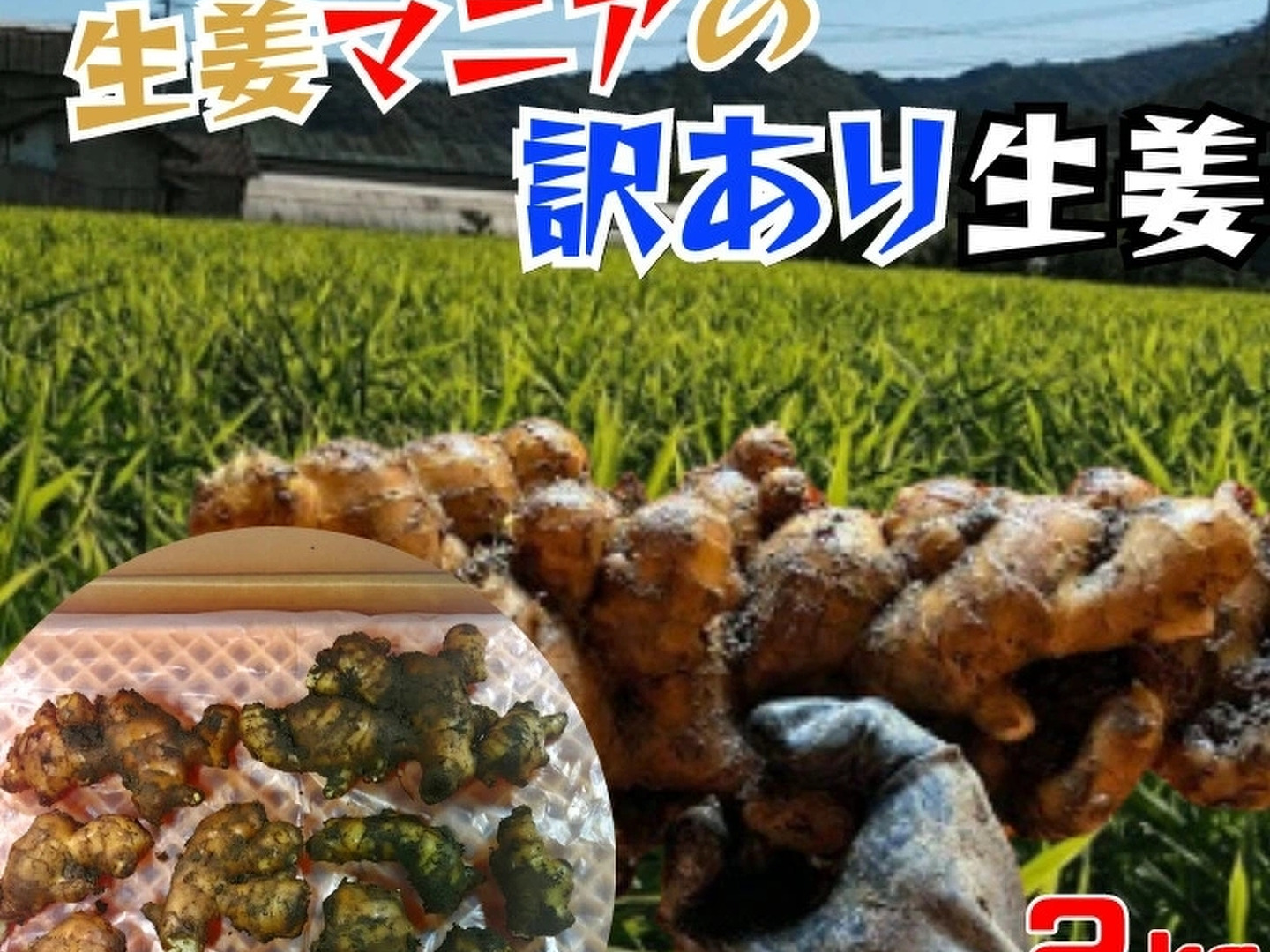 高知県産訳あり生姜　8kg 楽天市場】【山北産直】 生姜 訳あり 高知県産 国産 しょうが