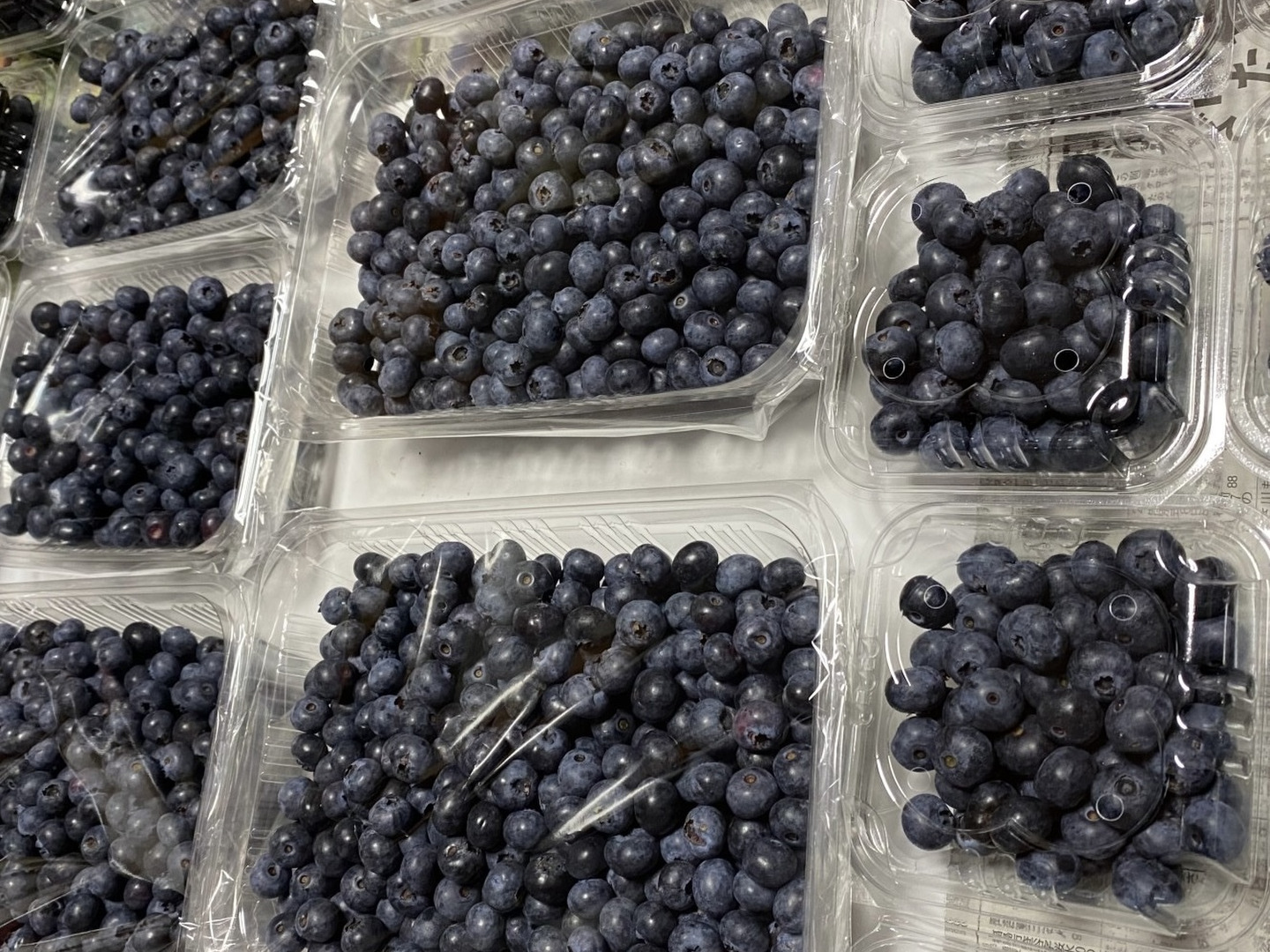 安心安全。ブルーベリー3キログラム、朝摘み午後発送 新鮮！】朝摘みブルーベリーを夕方配送！3kg（まとめ売り