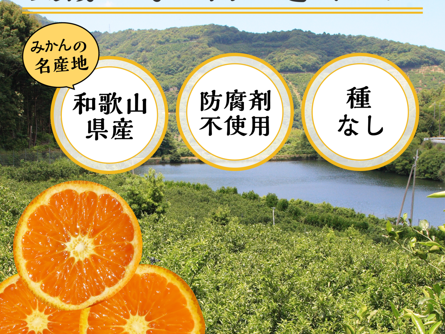 【ご予約品】 3月上旬～4月中旬頃まで】紀伊路屋 和歌山有田産 かんきつ中間母 果物