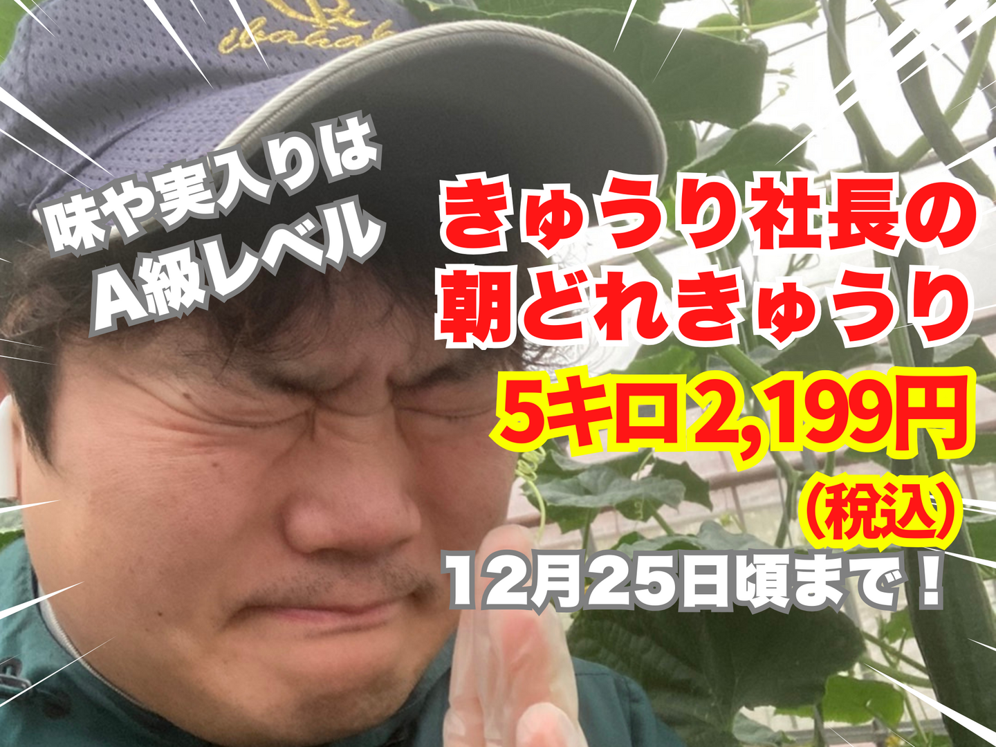 味や実入りはA級品】きゅうり社長の朝どれ新鮮きゅうり!埼玉本庄産 味や実入りはA級品】きゅうり社長の朝どれ新鮮きゅうり!埼玉本庄産