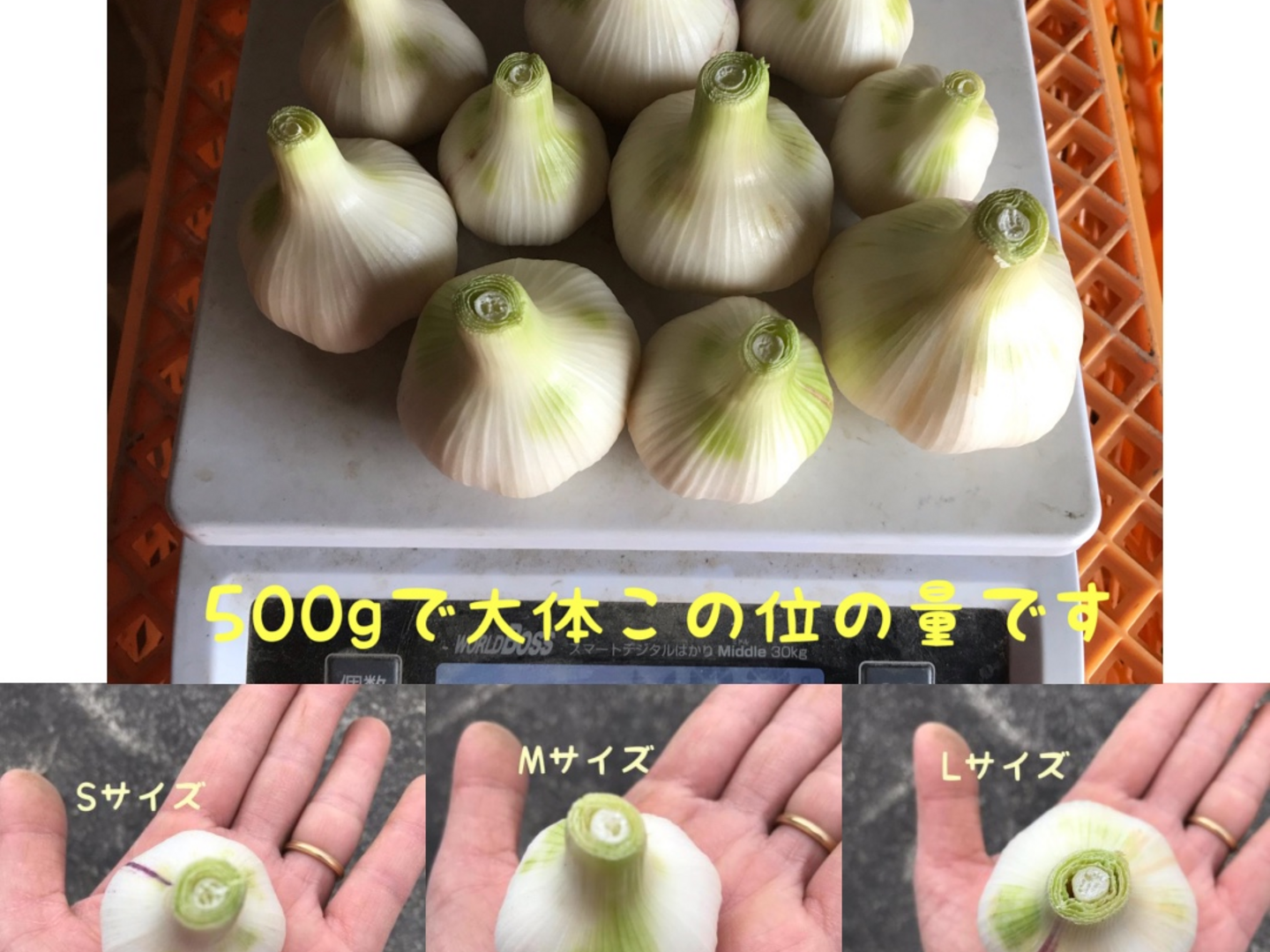 専用出品【自然栽培】徳島県産 ジャガイモ、タマネギ、ニンニク 自然栽培】新じゃが・新にんにく・玉ねぎセット：徳島県産の野菜