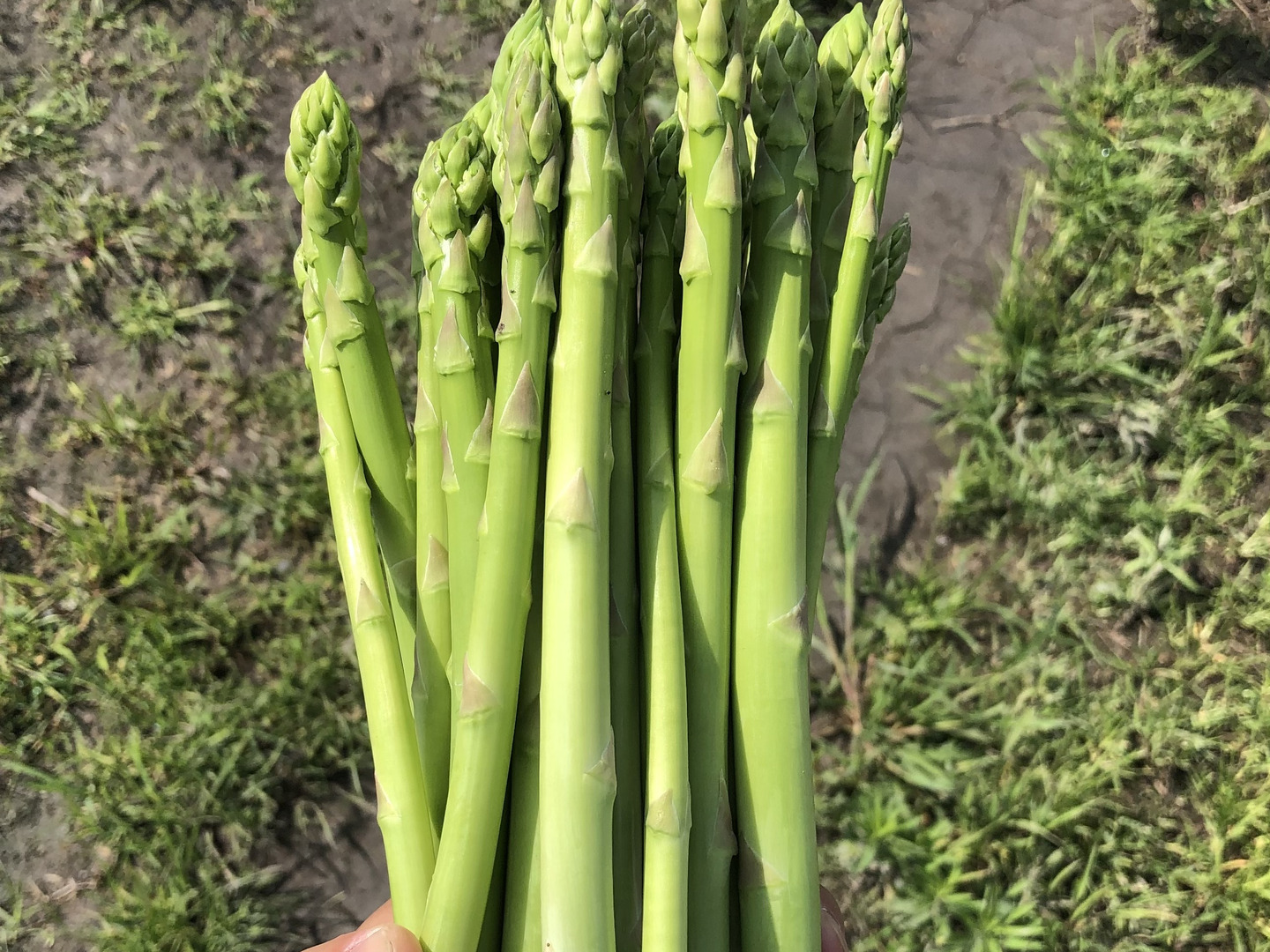 アスパラガス グリーンアスパラ 1.5kg M～L アスパラ あすぱら