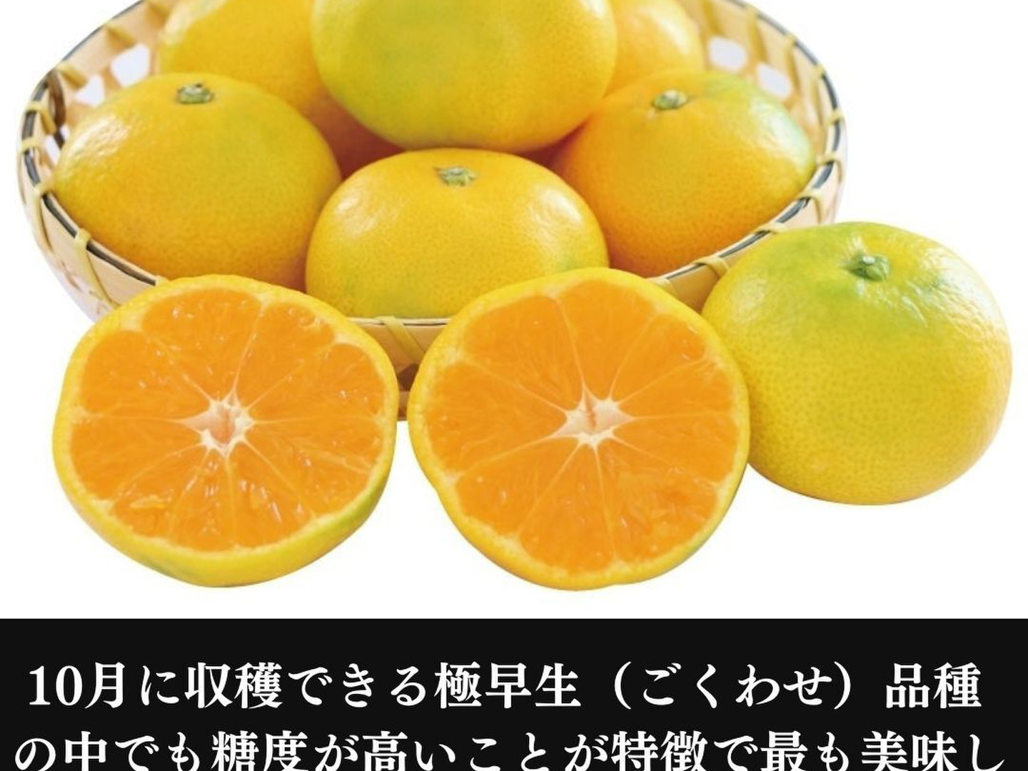 人気の 由良（ゆら）【 みかん みかん 10月 由良みかん 1.5キロ箱込】 果物