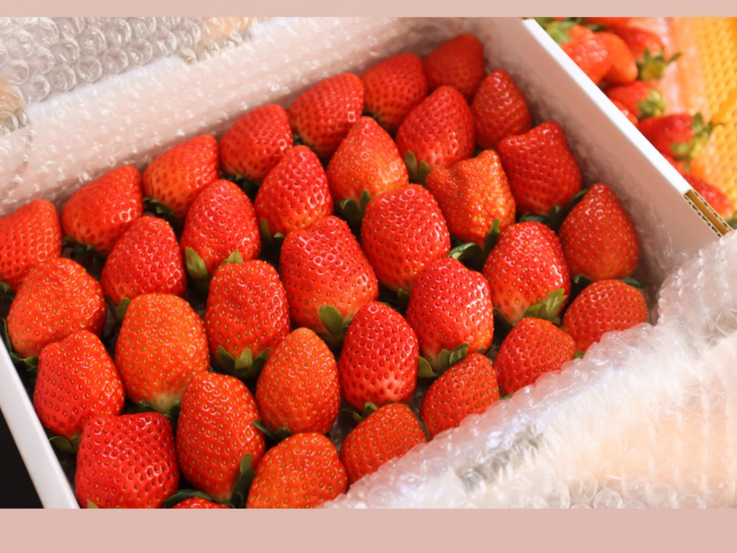 ２箱セット トクトク🍓いちごの宝石箱 朝摘み完熟❤️酵素栽培の こだわりとちおとめ (2月下旬〜３月発送 )：栃木県産のとちおとめ｜食べチョク｜産地直送(産直)お取り寄せ通販 - 農家・漁師から旬の食材を直送