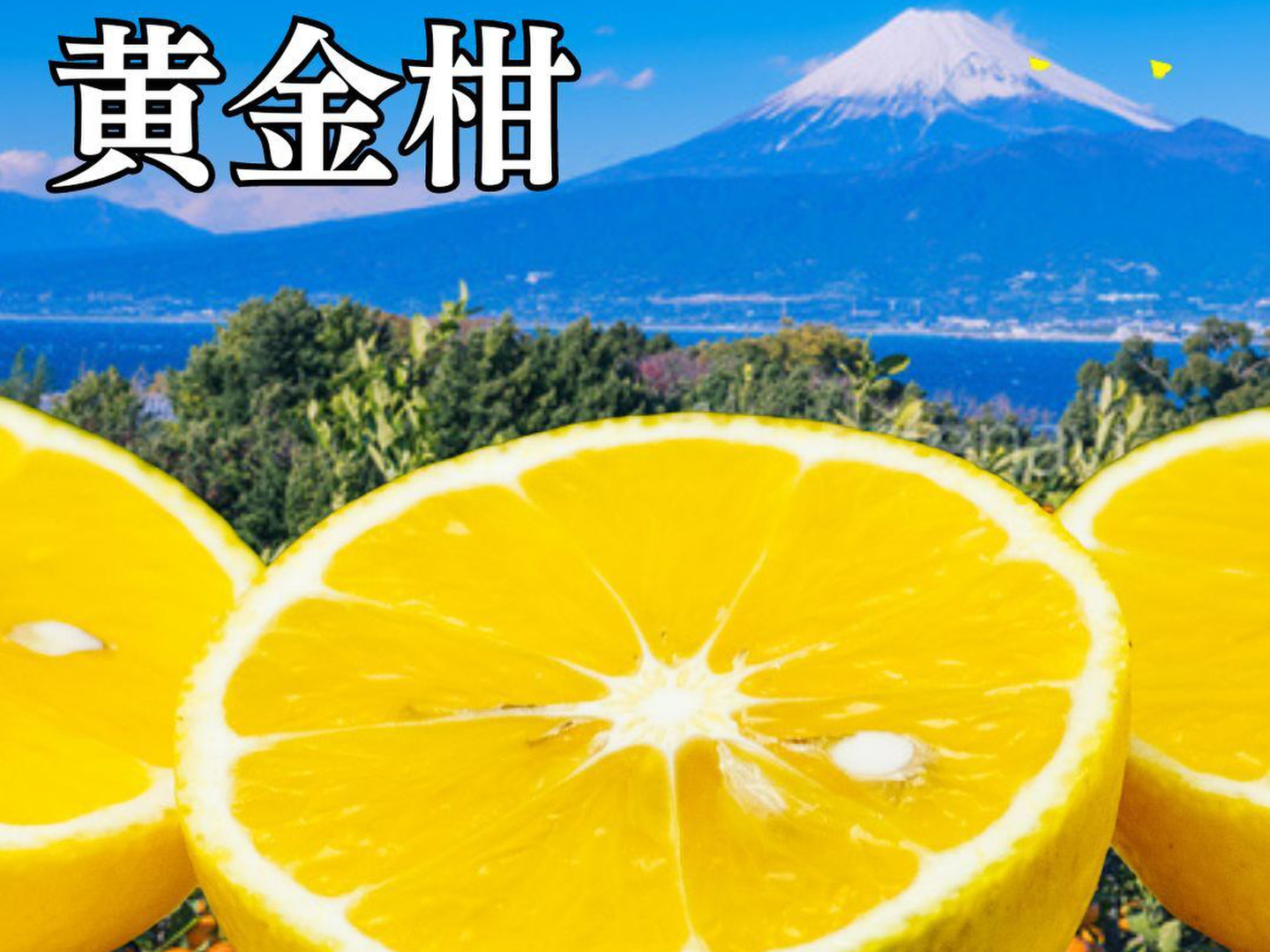 母の日ギフト】黄金柑 【2キロ箱込み】訳あり黄金柑 食べる