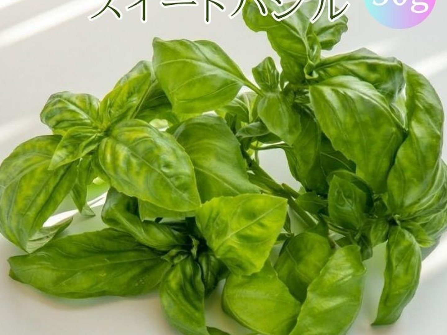 伊勢志摩産！水耕栽培スイートバジル 30g 有機種子使用：三重県産の