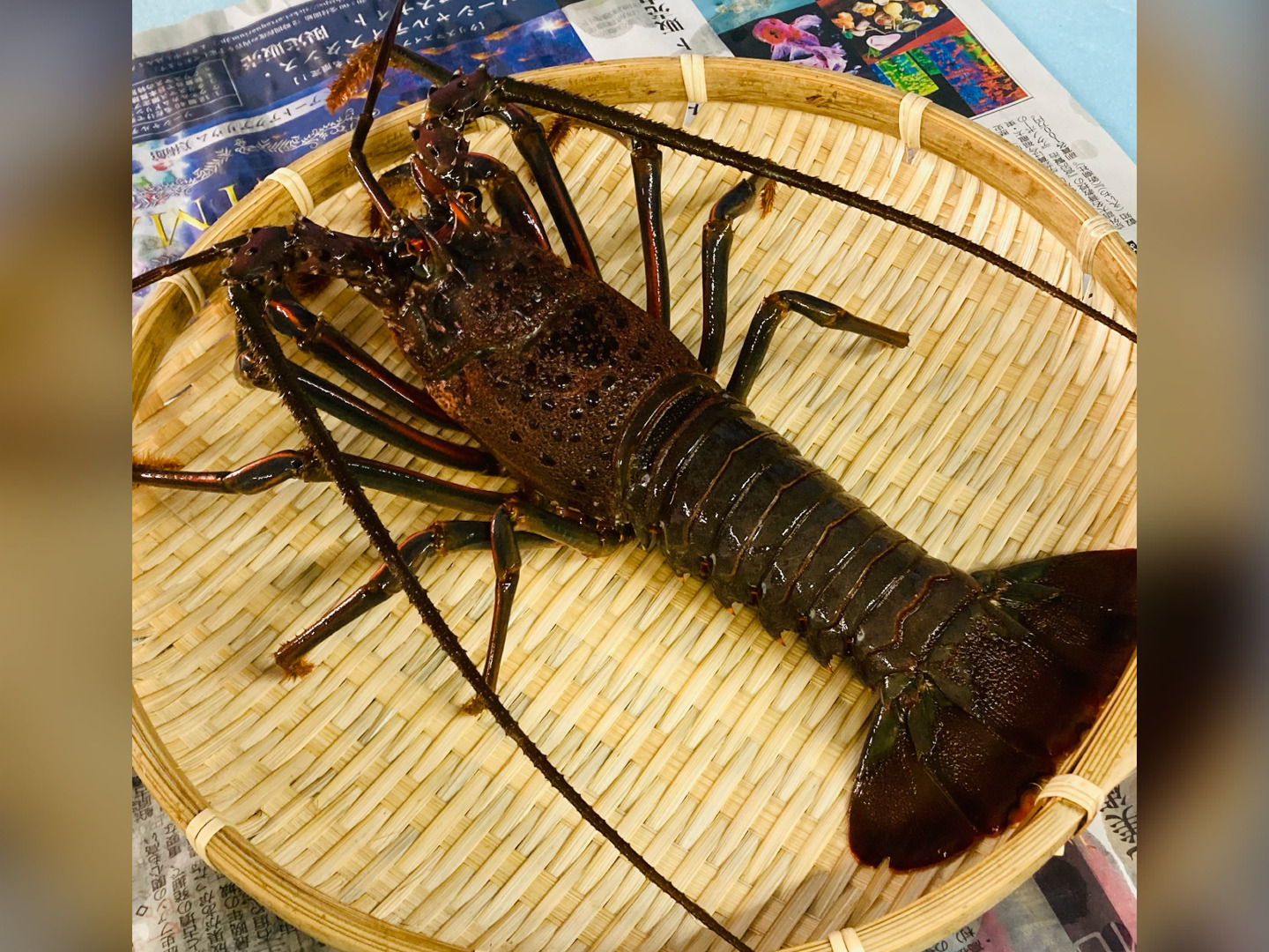 伊勢海老!!なんと2kg!! 志摩市安乗漁港で水揚げ過去最大