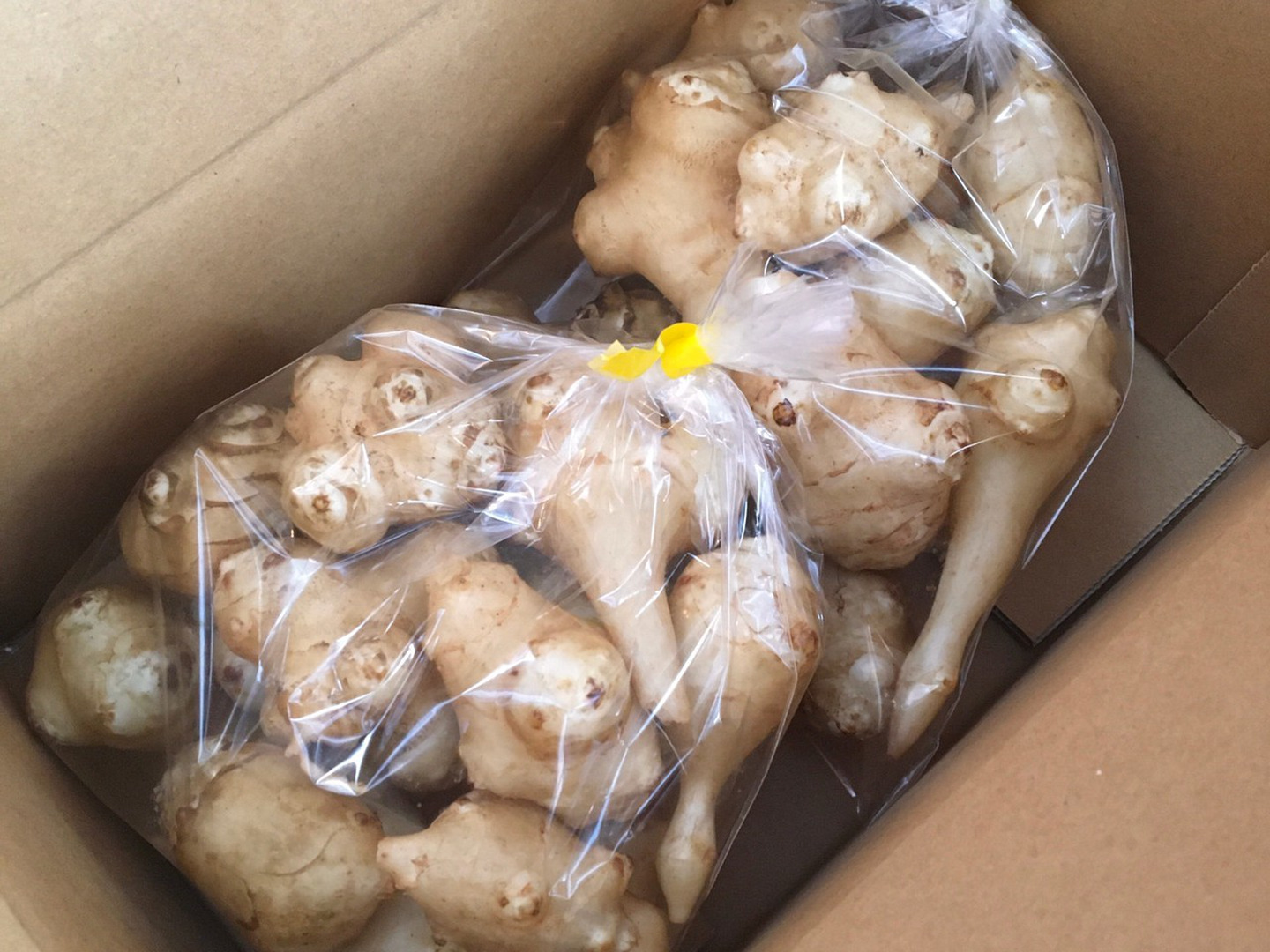 【在庫あり/即出荷可】 注目の健康野菜】キクイモ1kg【栽培期間中、農薬・化学肥料不 野菜