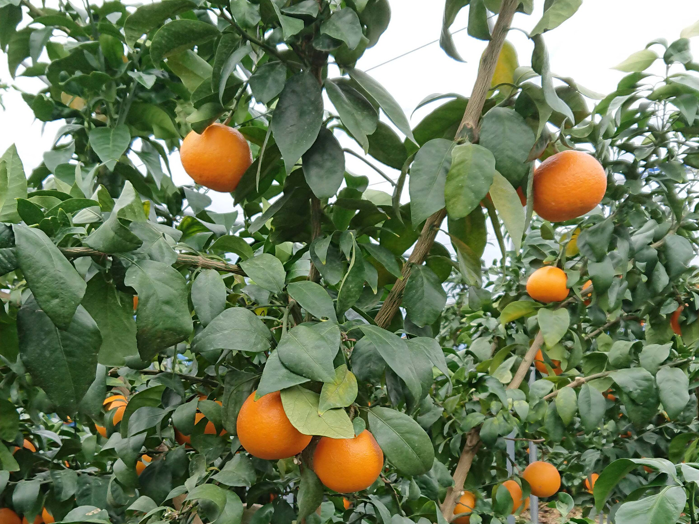 期間限定 セール - 売れ筋ランキングをチェック まどんな 小玉5kg 愛媛県産：愛媛県産のみかん・柑橘類｜食べ 果物