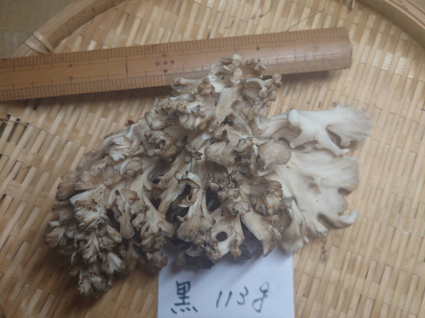 超貴重】天然きのこ 新潟県妙高市産【黒舞茸113g】9/16発送：新潟県産