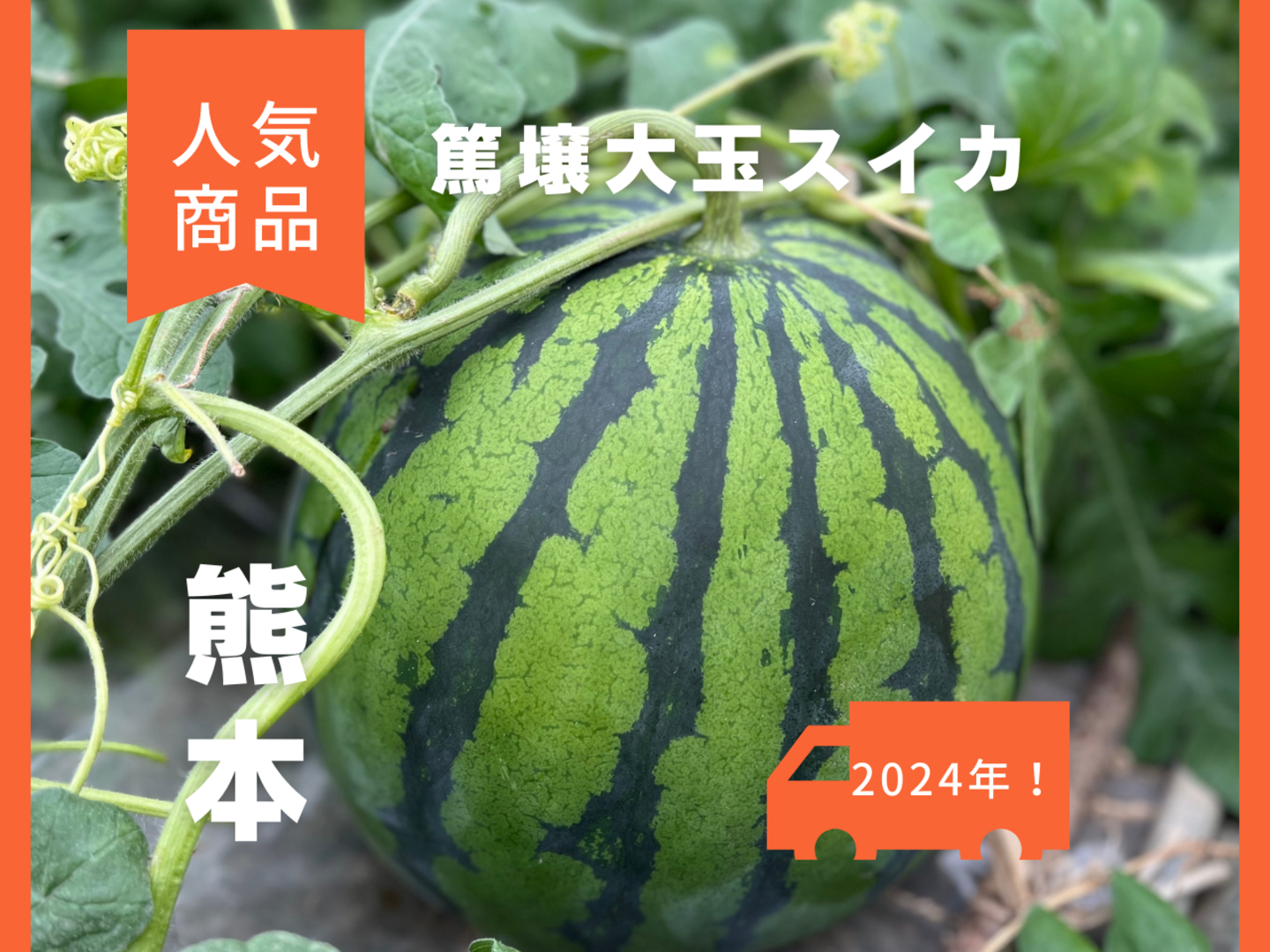 金の土】期間限定！熊本県植木産スイカ！！《篤壌シリーズ》(L