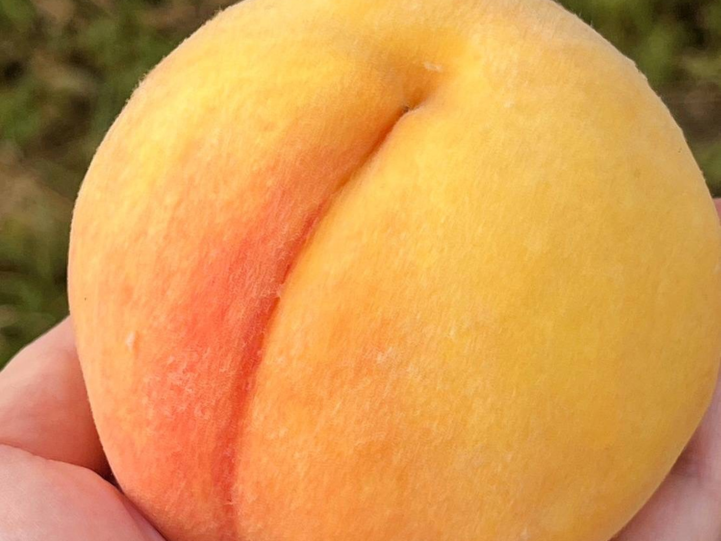 とろでもサクでも❣️黄金桃🍑6玉から8玉：和歌山県産の黄桃