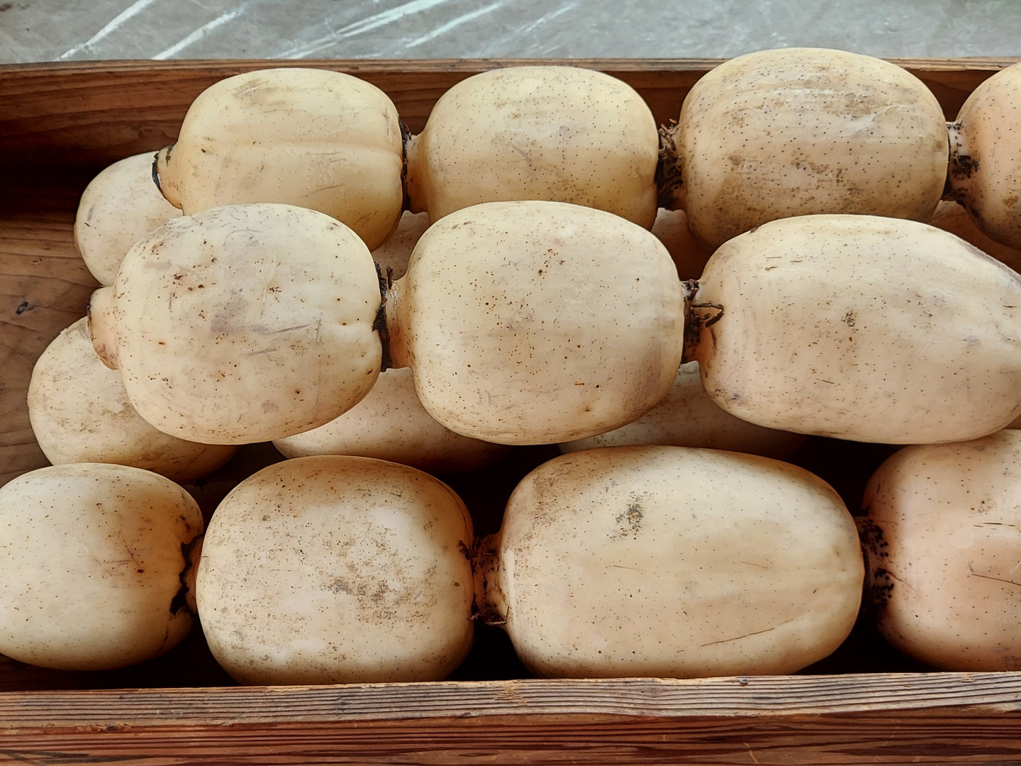 今が旬のれんこん】産地白石町のあま〜いシャキシャキ蓮根3kg
