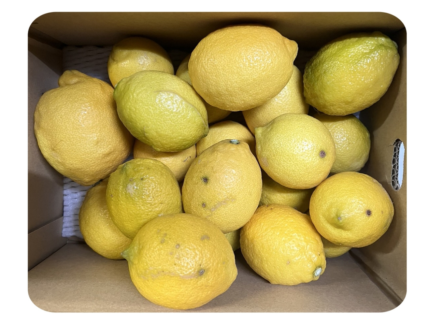 🍋木下さんちのレモン🍋『訳あり2.5キロ』：愛媛県産のみかん・柑橘類｜食べチョク｜産地直送(産直)お取り寄せ通販 - 農家・漁師から旬の食材を直送