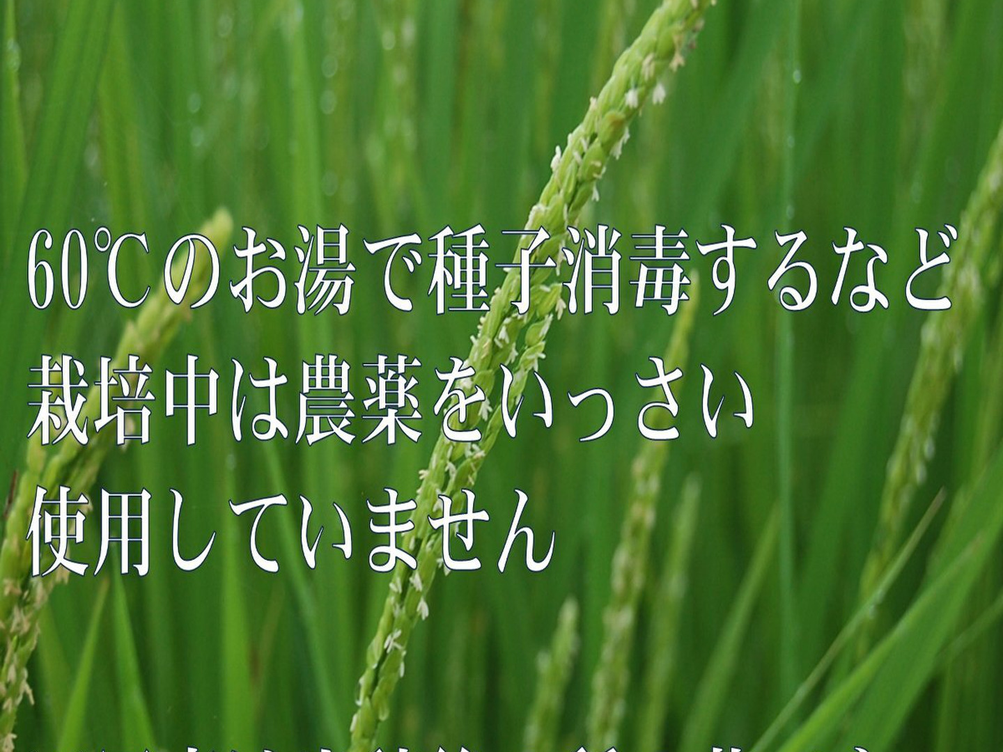 令和6年新米】ゆふいんのめぐみ“ひとめぼれ白米10kg”：大分県産