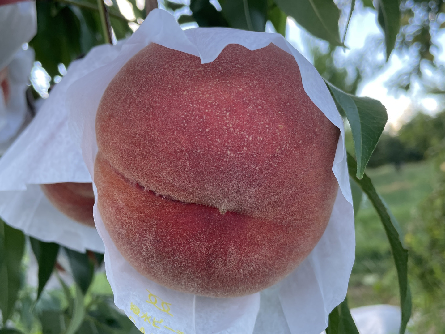 新鮮 桃 5キロ 硬め 品種指定可能🙆】【ご家庭用桃】品種おまかせ🍑2キロ🍑【届いた