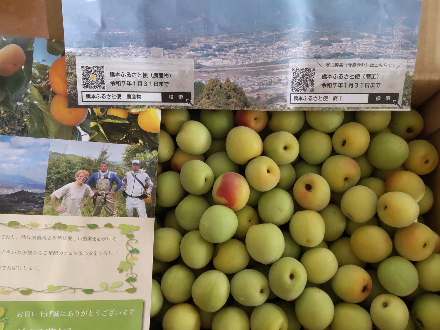 手採り梅干し用南高梅（小口売り） | 鮮度抜群の採れたて南高梅