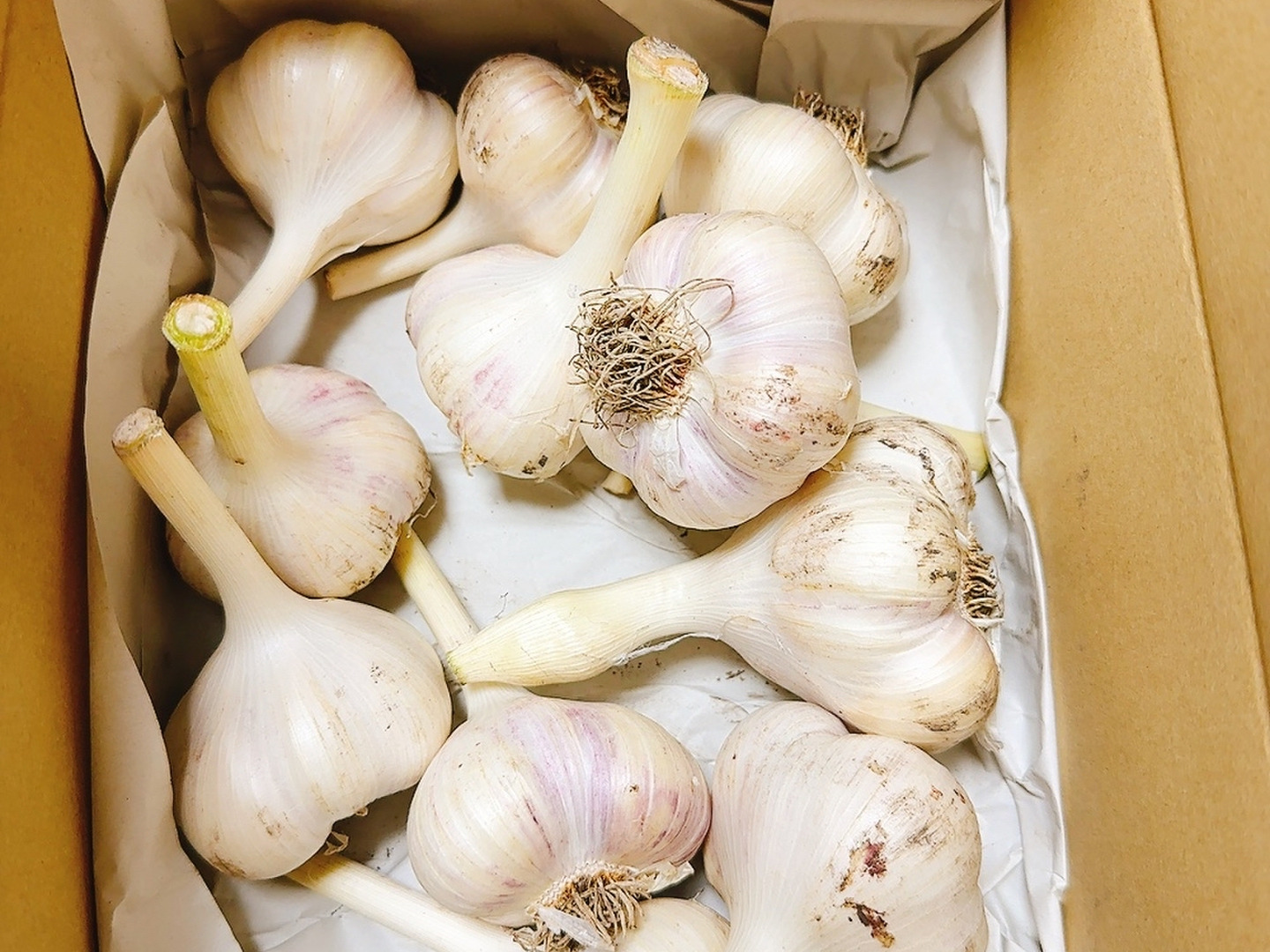 500箱売れた】まるでお芋❗️幻の生にんにく1キロ?生産量日本一青森 