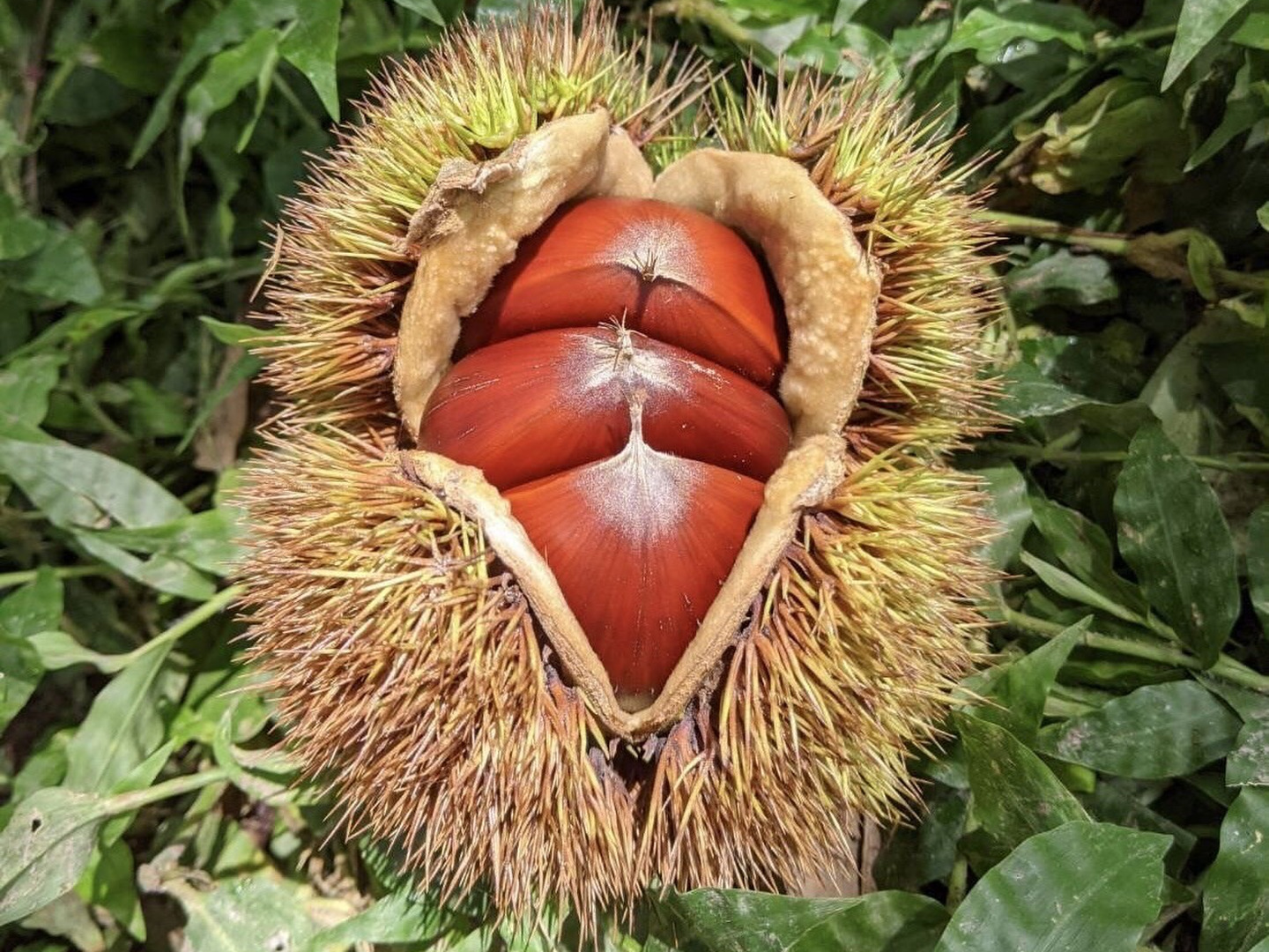 栗　熊本産　10kg 中から大サイズを送ります。　ラスト 栗 1kg 利平栗 熊本産 冷蔵便 送料無料 食品 : 花と緑 国華園