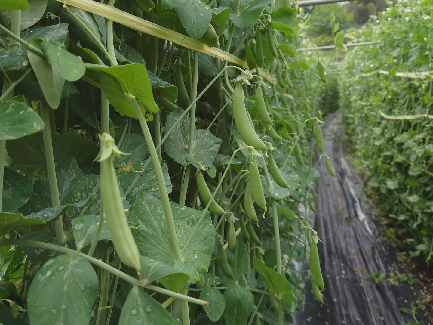 スナップえんどう 約3.6kg 送料込 スナップえんどう - e-種や｜国内最大級の野菜種・花種・苗