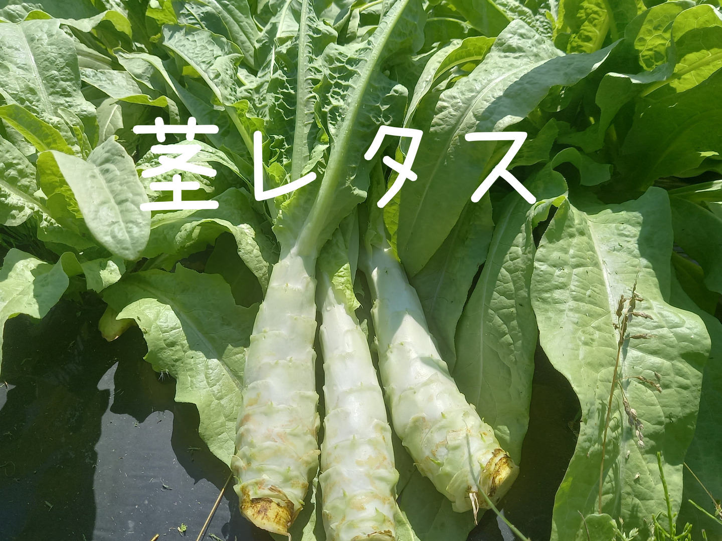 茎レタス 2kg：岩手県産のその他レタス｜食べチョク｜産地直送