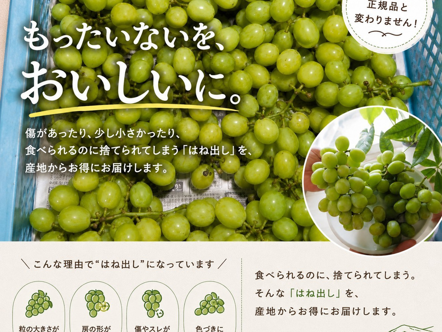 山梨県産／パリッと食感！訳ありシャインマスカット ご家庭用1Kg【限定