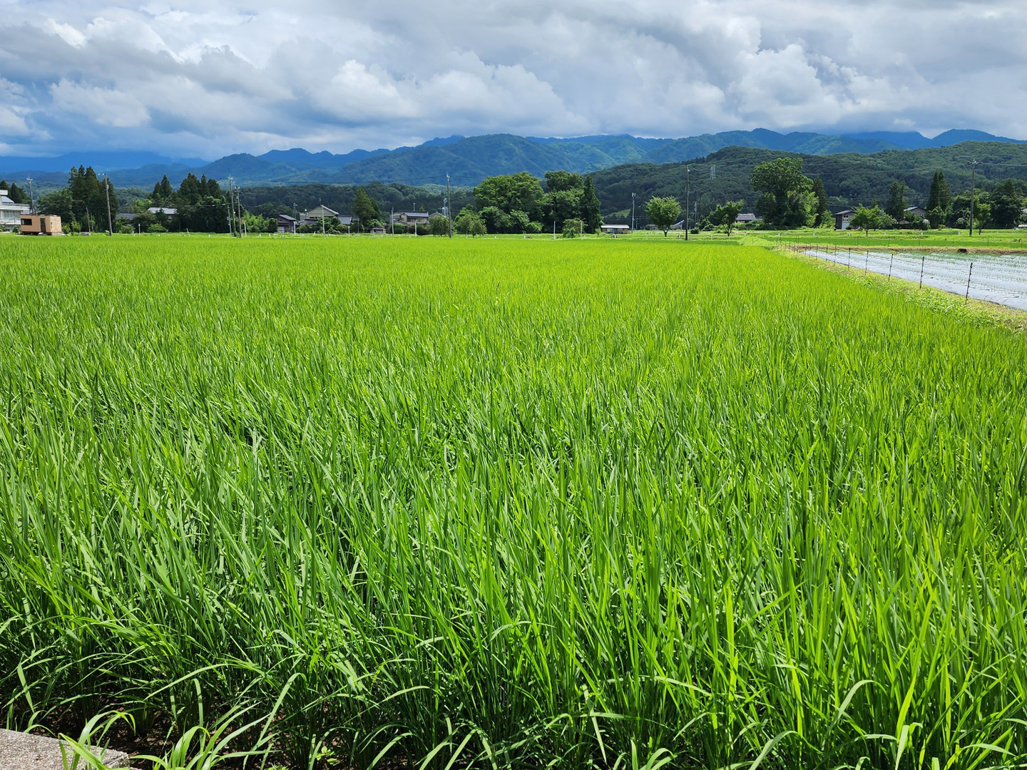 令和6年度産 富山県立山町 立山連峰の麓で育ったコシヒカリ 5kg