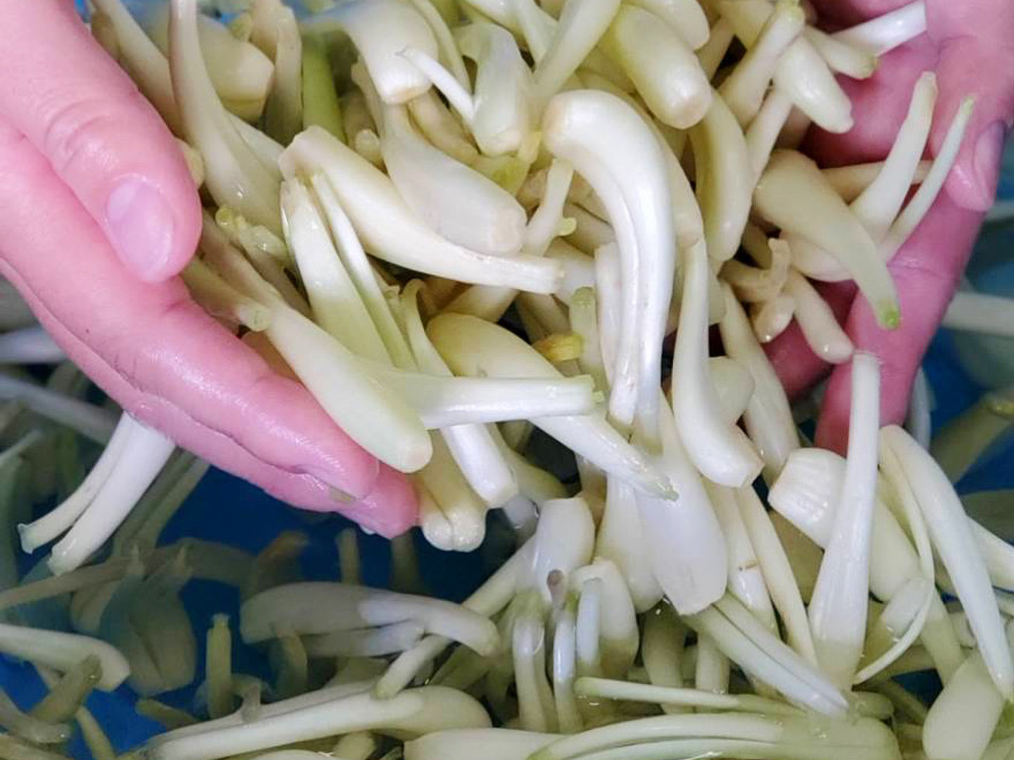 入荷now 口コミ 大好評！島らっきょう 500g：沖縄県産の島らっきょう｜食べ 野菜