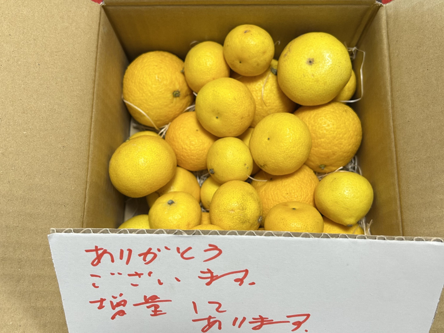 湘南ゴールド３kg＆清見オレンジ２kg 2026年』 【希少】湘南ゴールド(ハウス栽培) B品家庭用混合サイズ S