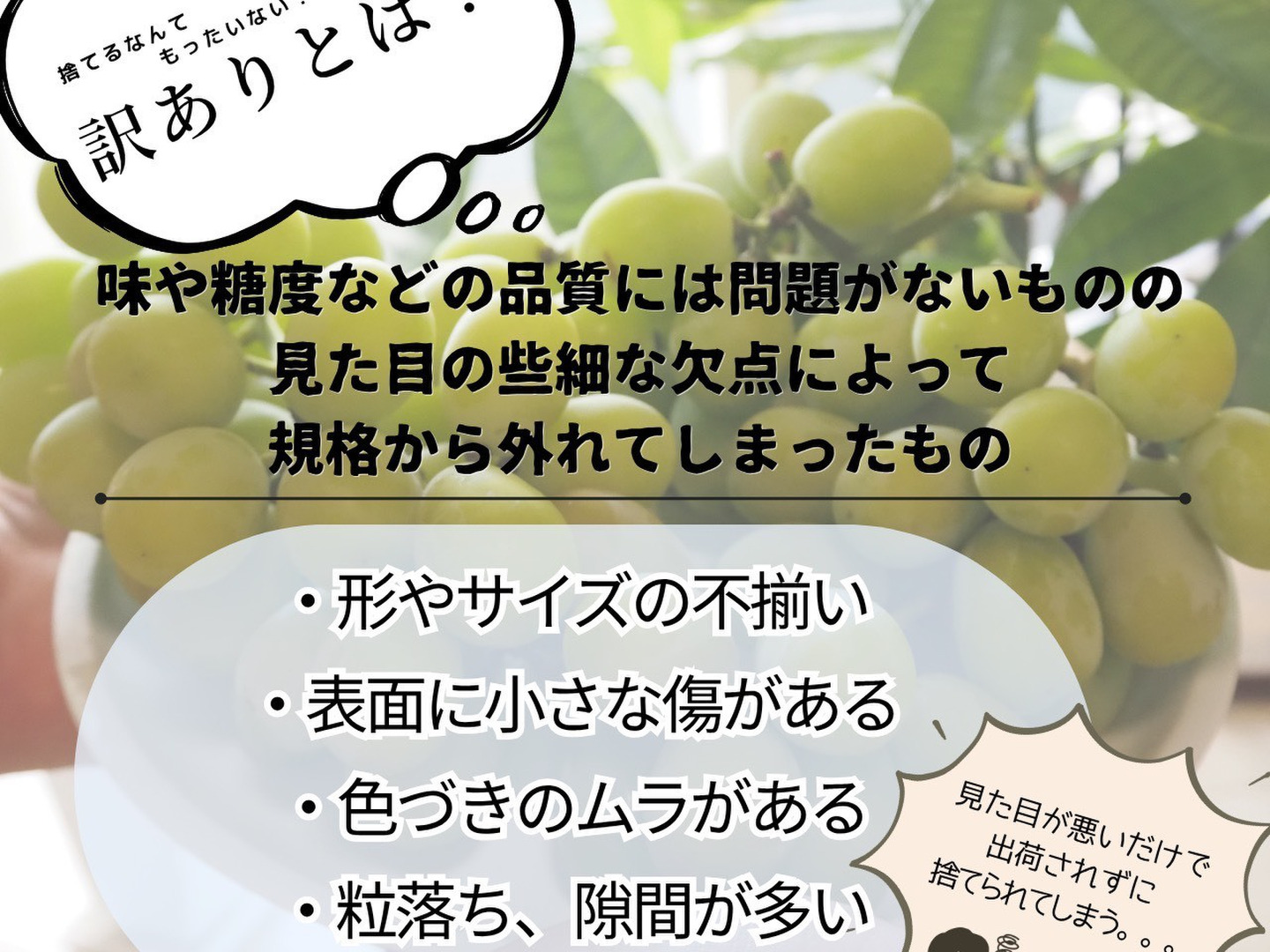 山梨県産／パリッと食感！訳ありシャインマスカット ご家庭用1Kg【限定