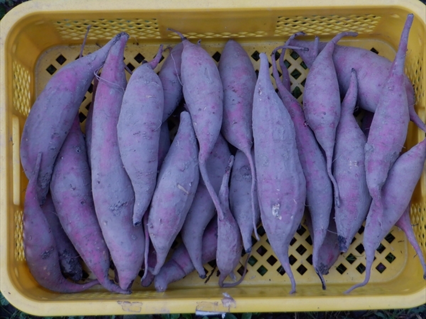 さつまいも 紅はるか 5kg 自然栽培（農薬・肥料・除草剤栽培