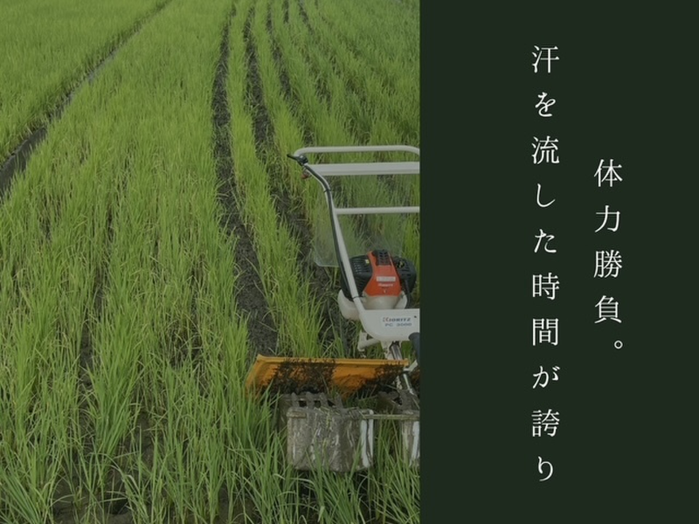 令和8年度「みずのながれ」玄米・コシヒカリ新米 10kg：群馬県産のお米