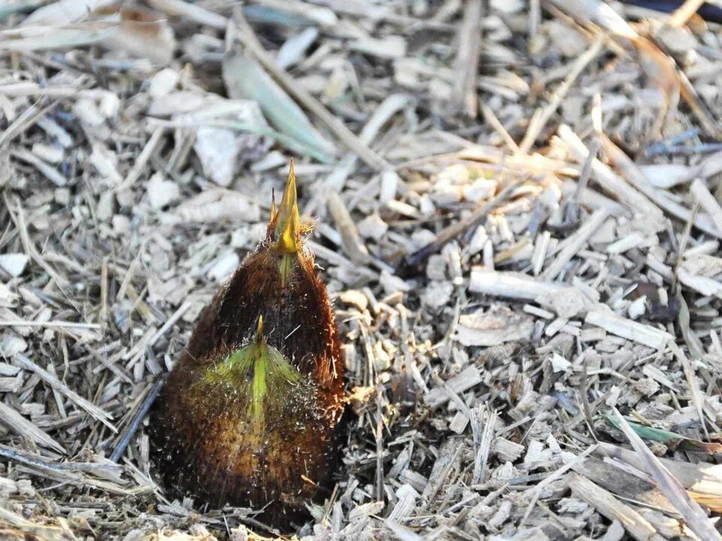 たけのこ（孟宗竹）”収穫した日に発送” 3kg：千葉県産の孟宗竹