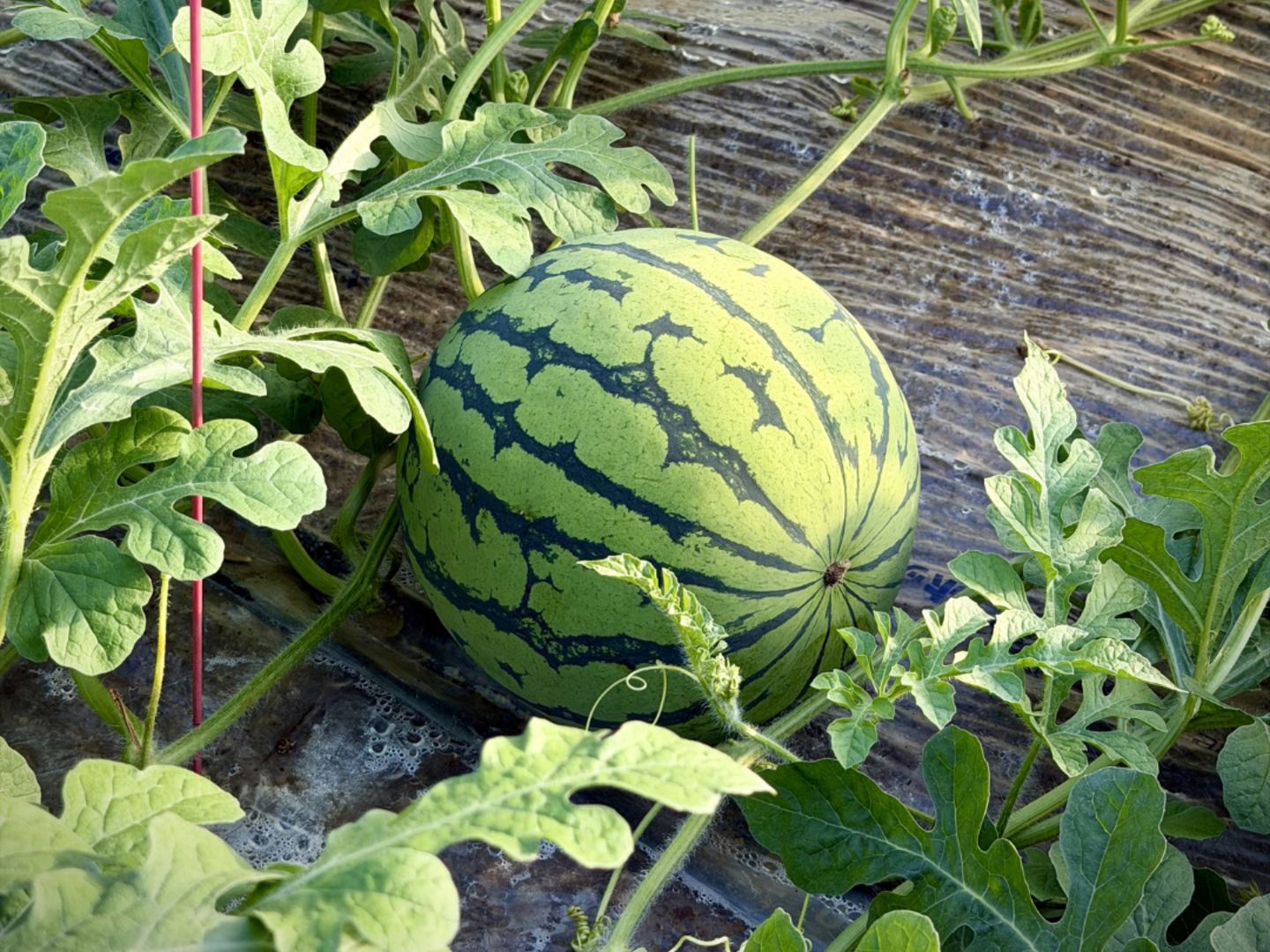 数量限定】熊本県植木産スイカ！《ロマンスイカ》(2Lサイズ8〜9kg