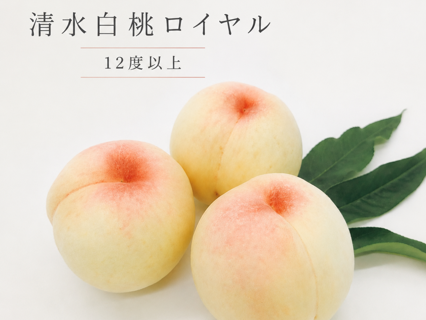 贈答用】【清水白桃ロイヤル】 果肉が柔らかくて果汁たっぷり！桃の