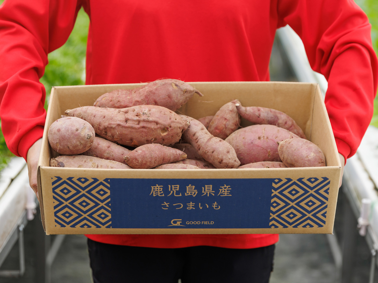 人気特価をすべて べにまさり（ホクホク系さつまいも）【5kg】：鹿児島県産の紅 野菜