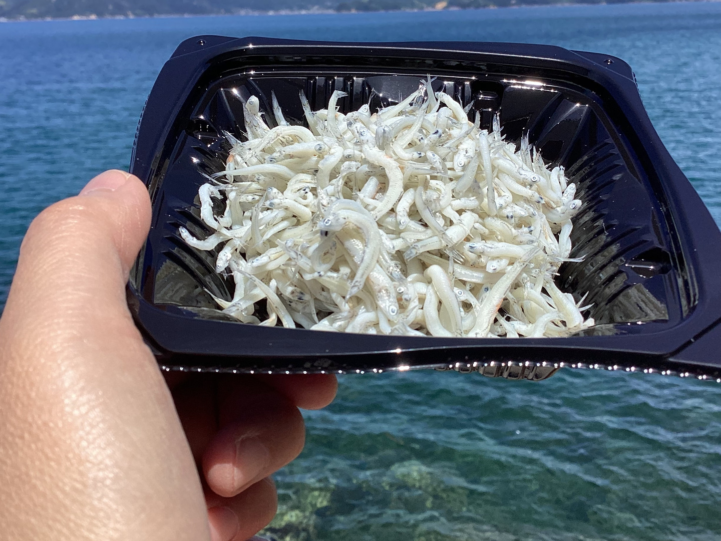 しらす様★★ 16117076.jpg