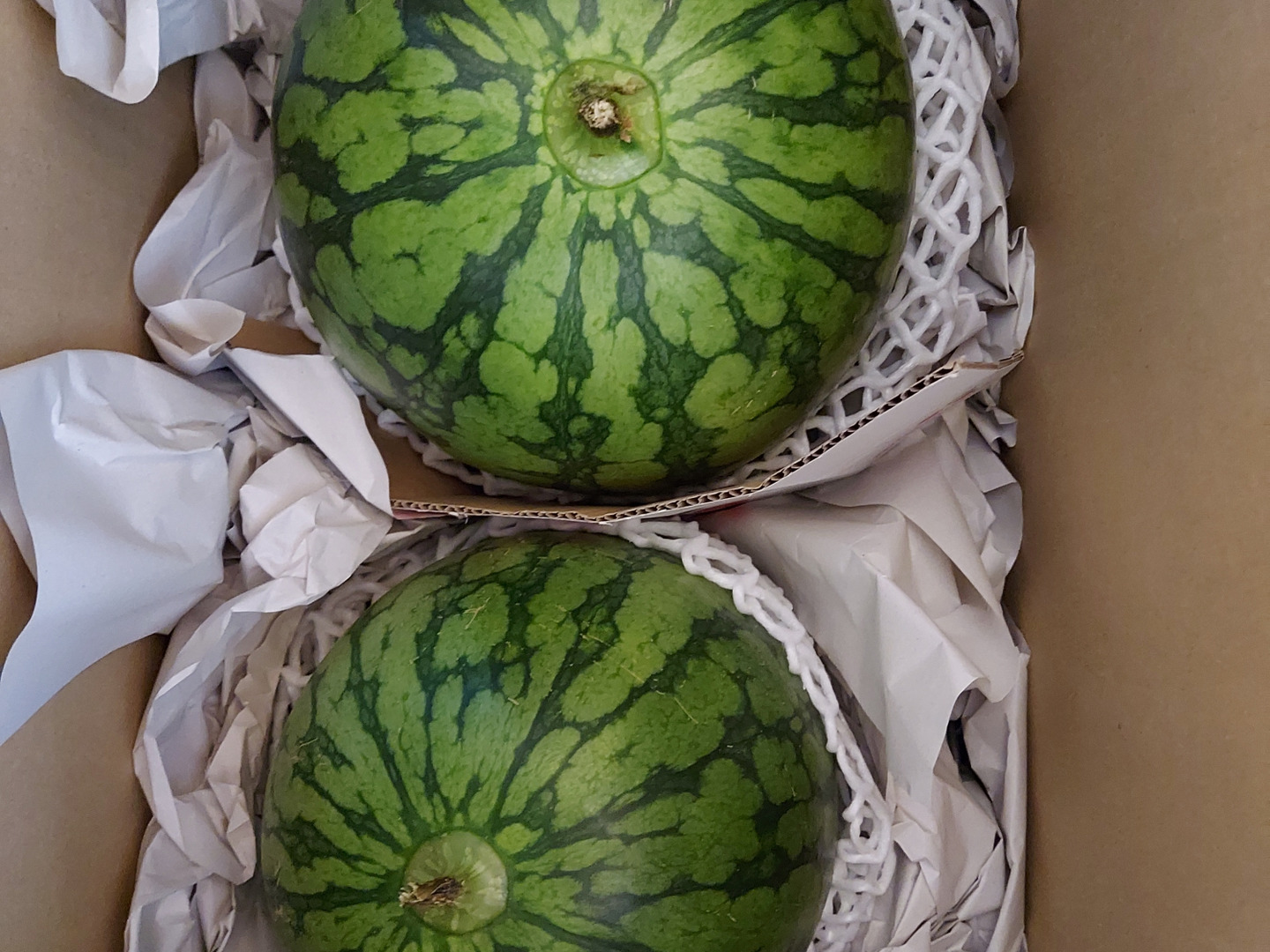 ２・福島県・TETUKO・ピノガール 🍉 ピノ・ガールという品種も入ってます！ タネまで食べられる