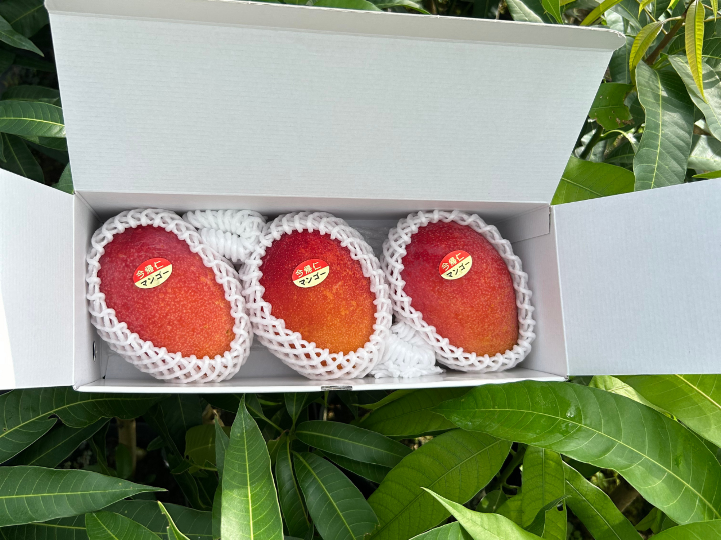 ☆数量限定☆沖縄県今帰仁村産 完熟マンゴー1kg（2~3玉）化粧箱入り