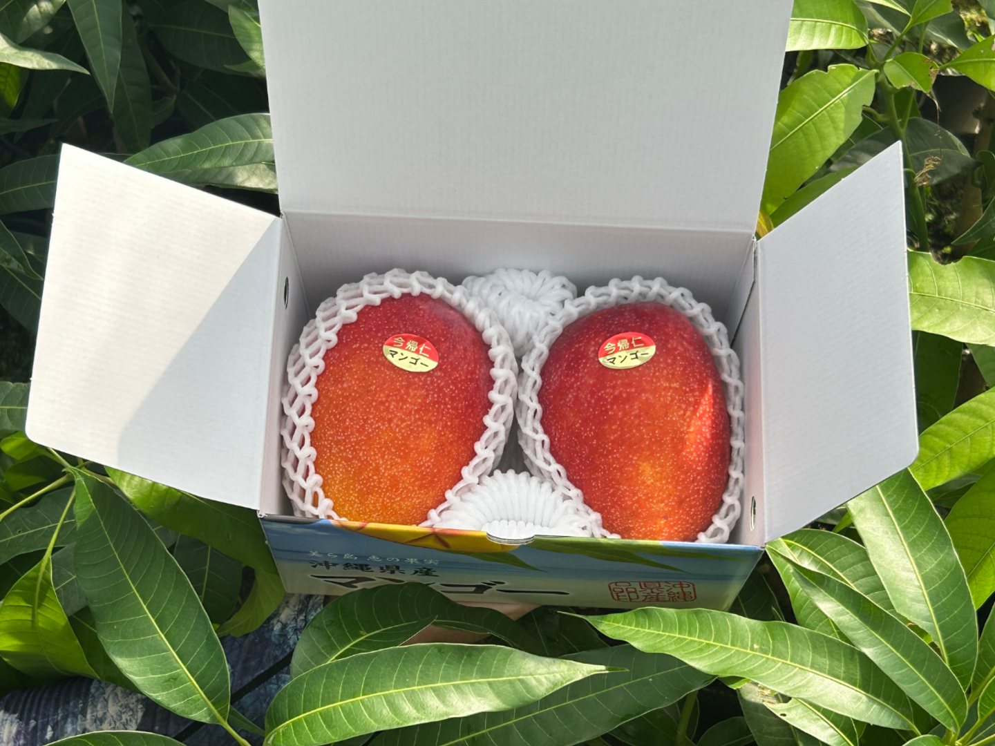 ☆数量限定☆沖縄県今帰仁村産 完熟マンゴー1kg（2~3玉）化粧箱入り