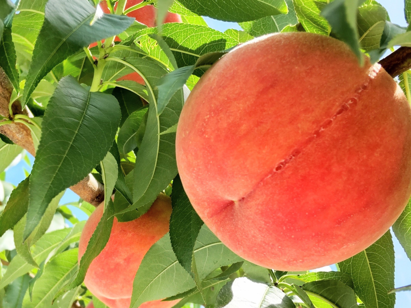 夏雄美(なつゆうび)5kg🍑【朝どれ】直送🍑朝採り🍑贈答用🍑夏