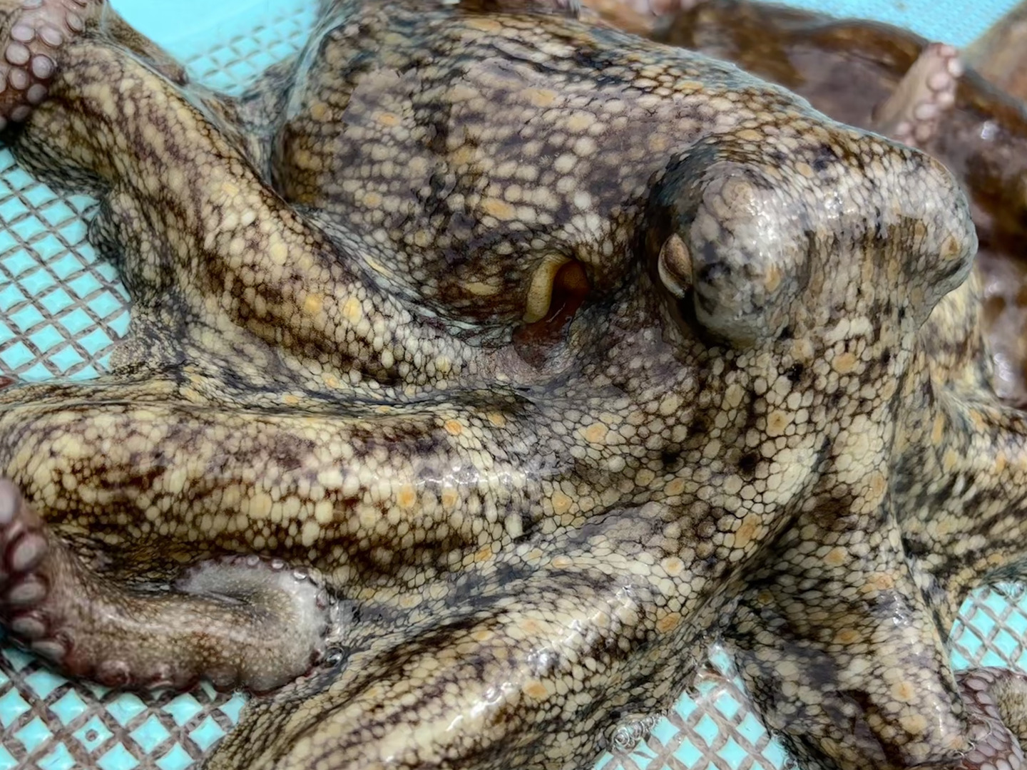 産地直送・漁師直送！瀬戸内海産『まだこ』1.5kg：山口県産のマダコ