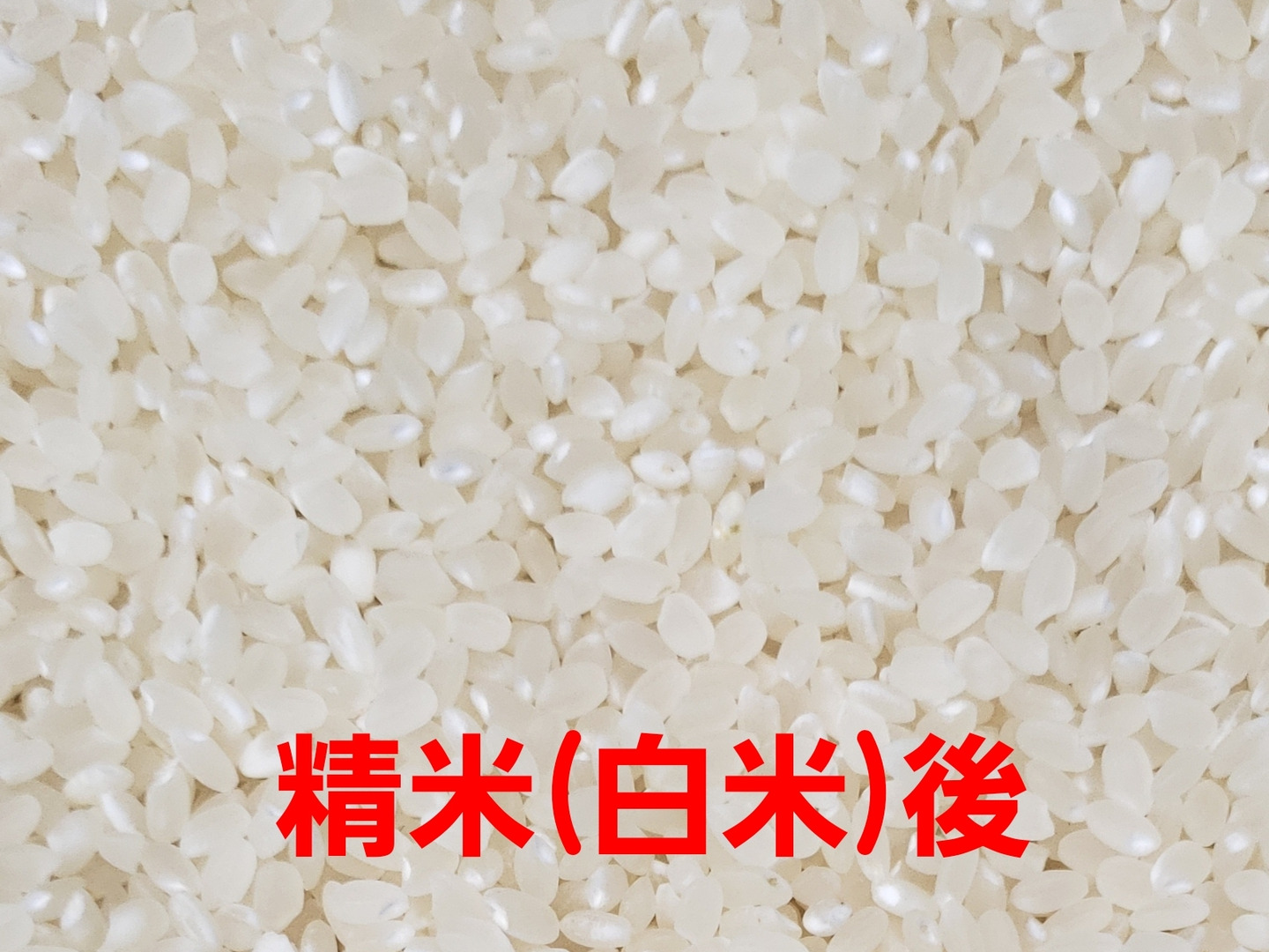 令和7年産 高知県産 コシヒカリ 玄米30㎏(袋込み)：高知県産のお